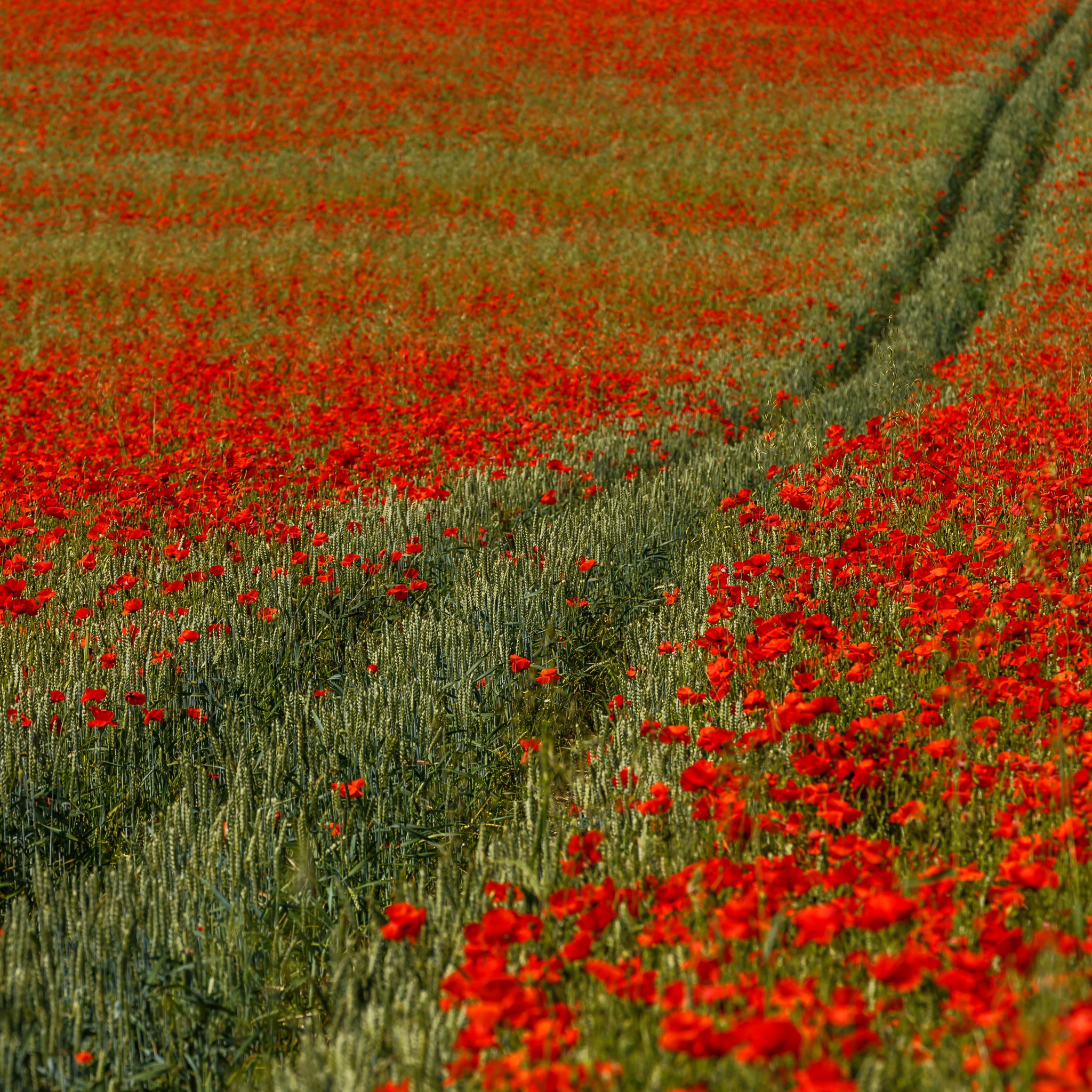 Download wallpaper road, wheat, flowers, Maki, red, track, ears ...