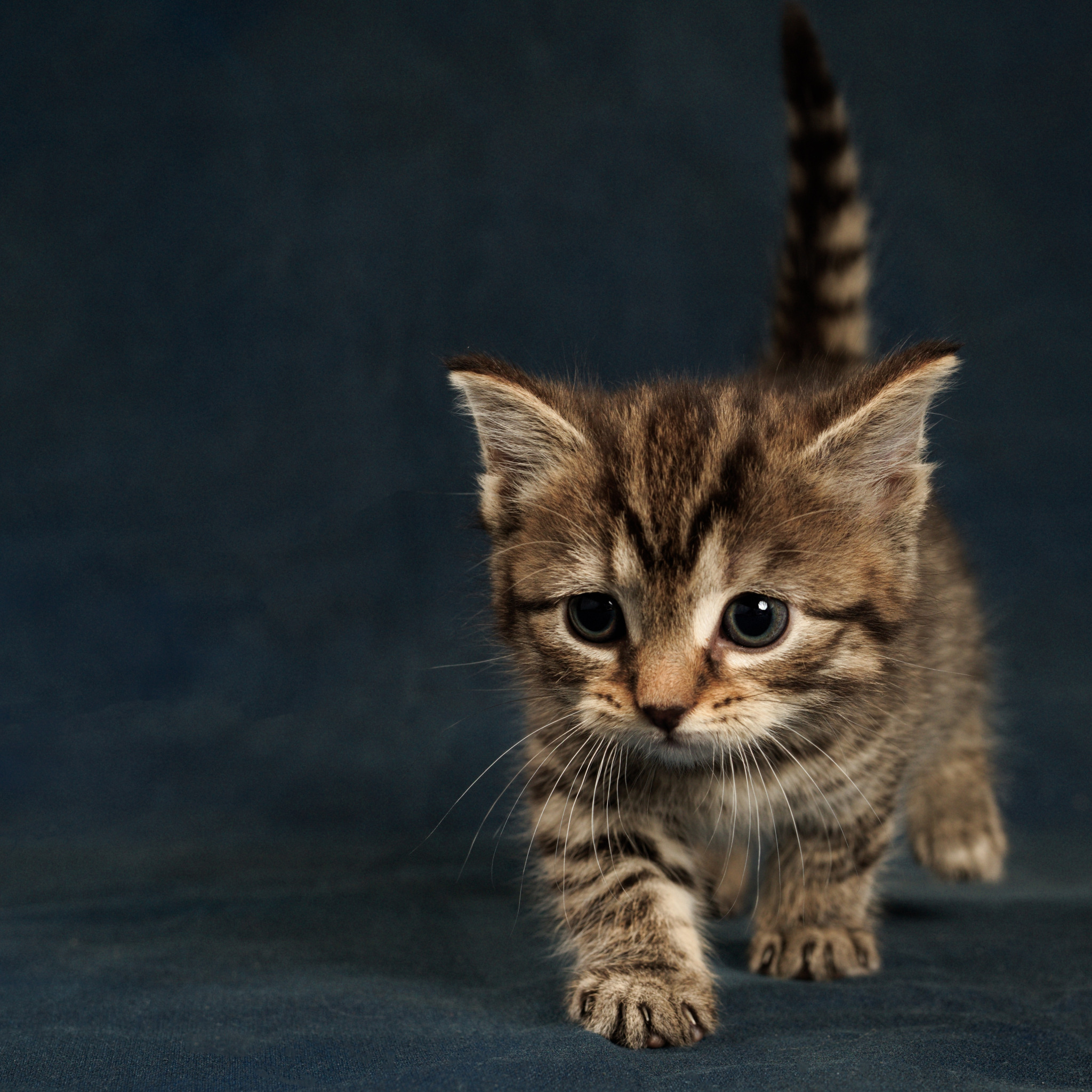 Маленький котик