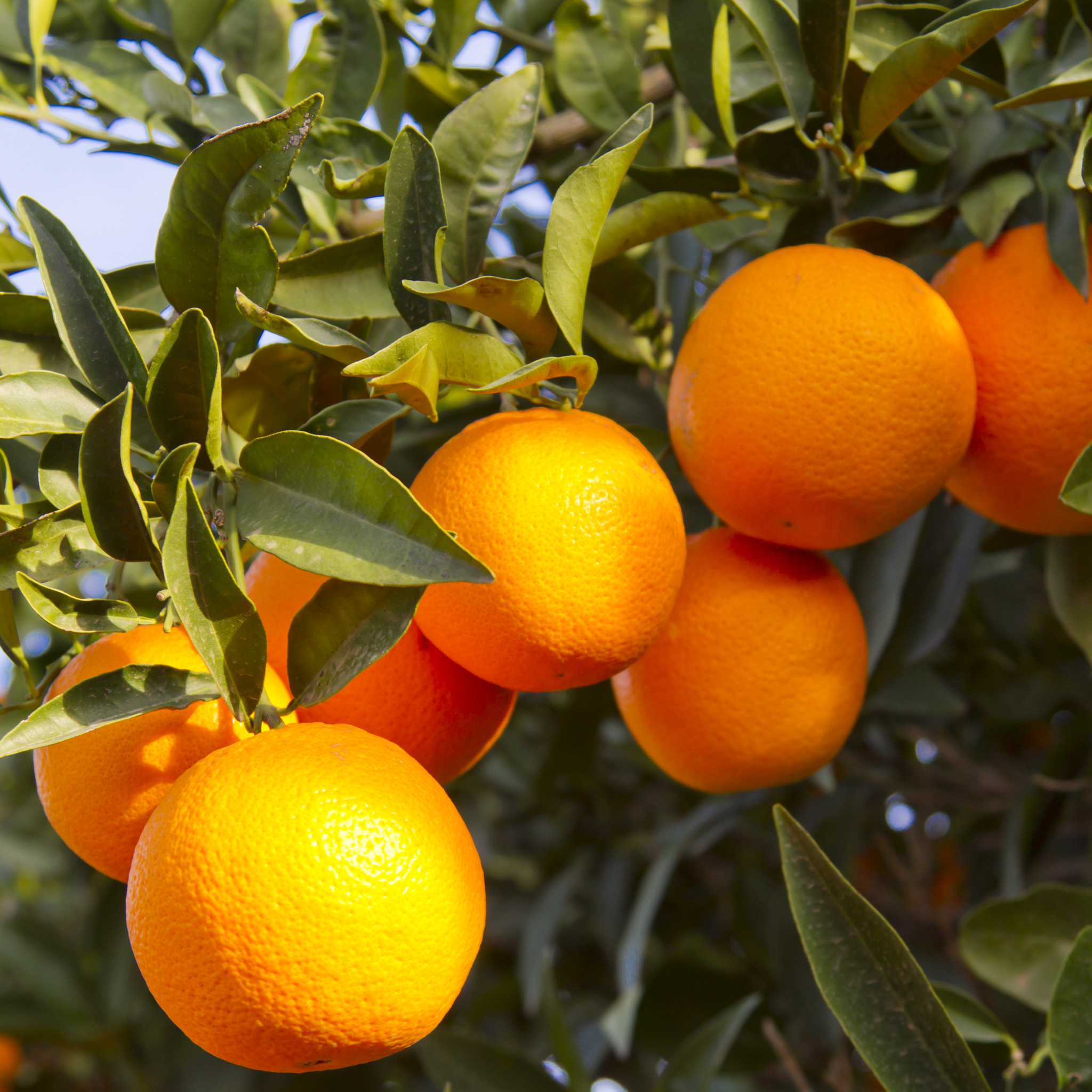 Left orange. Citrus апельсины Страна производитель. Mandarin leaves. Flying Orange Fruit leaves. Fruit Wallpaper.