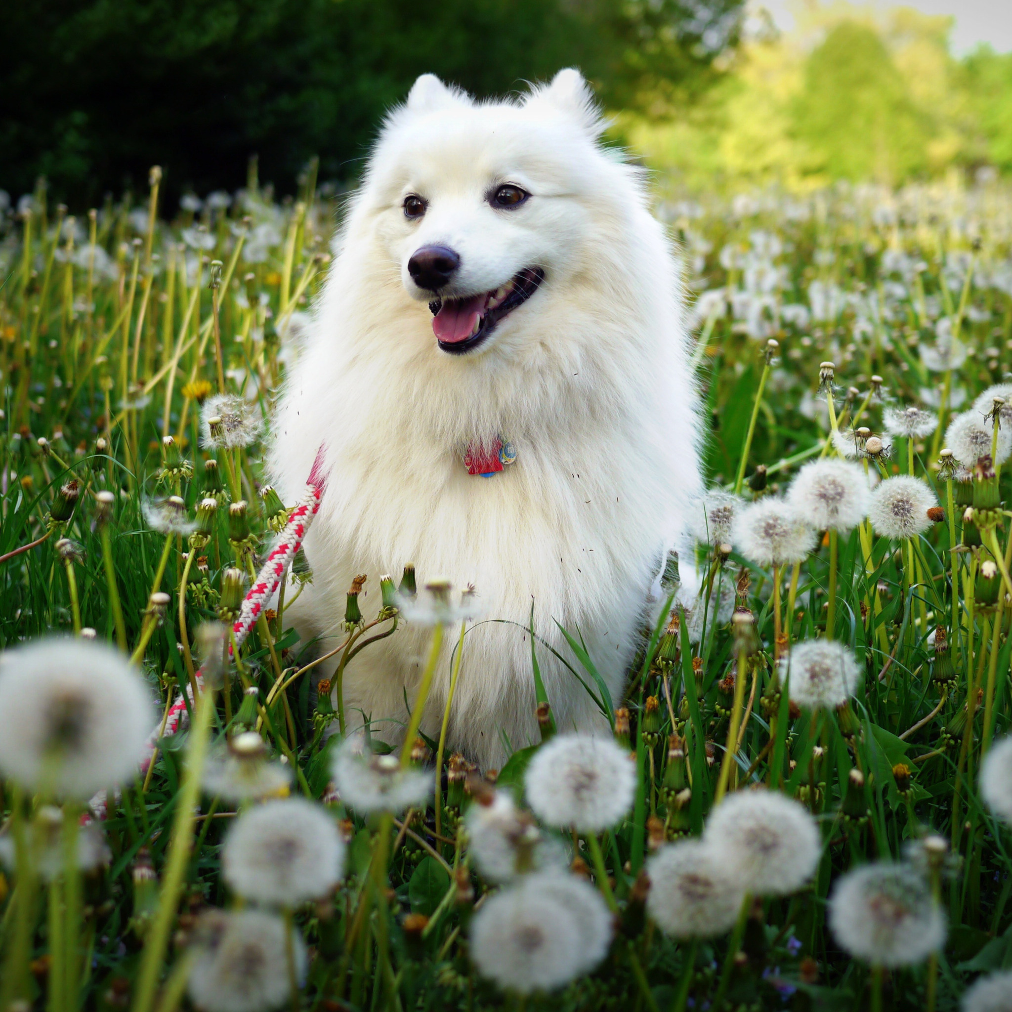 We dog is white. Лайка самоед. Шпиц самоед. Самоед белый.