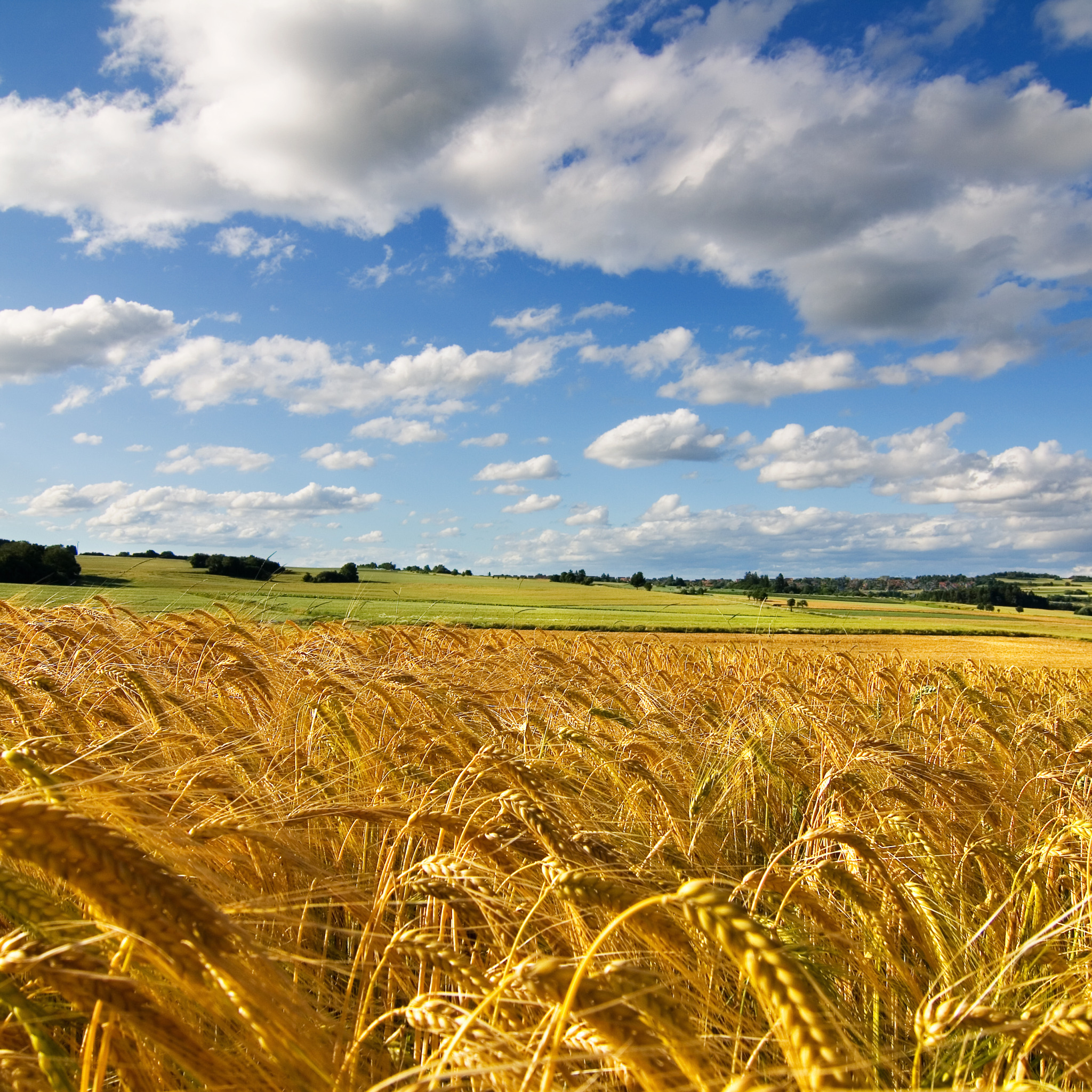 осенние цветы в саду. поле пшеницы. лето август. август 0. фото августа природа.