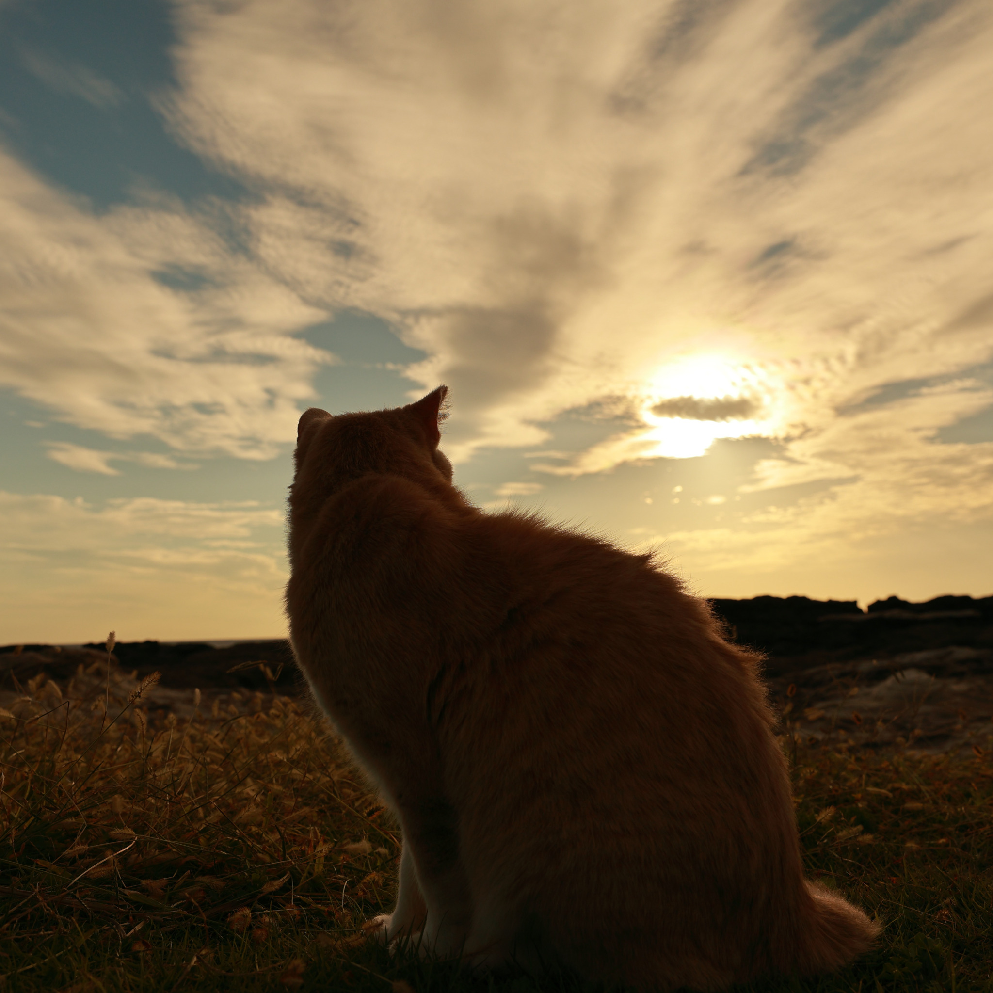 Коты рассвет. Кот на рассвете. Рыжий кот на рассвете. Рыжий рассвет. Рыжий котенок Восход.