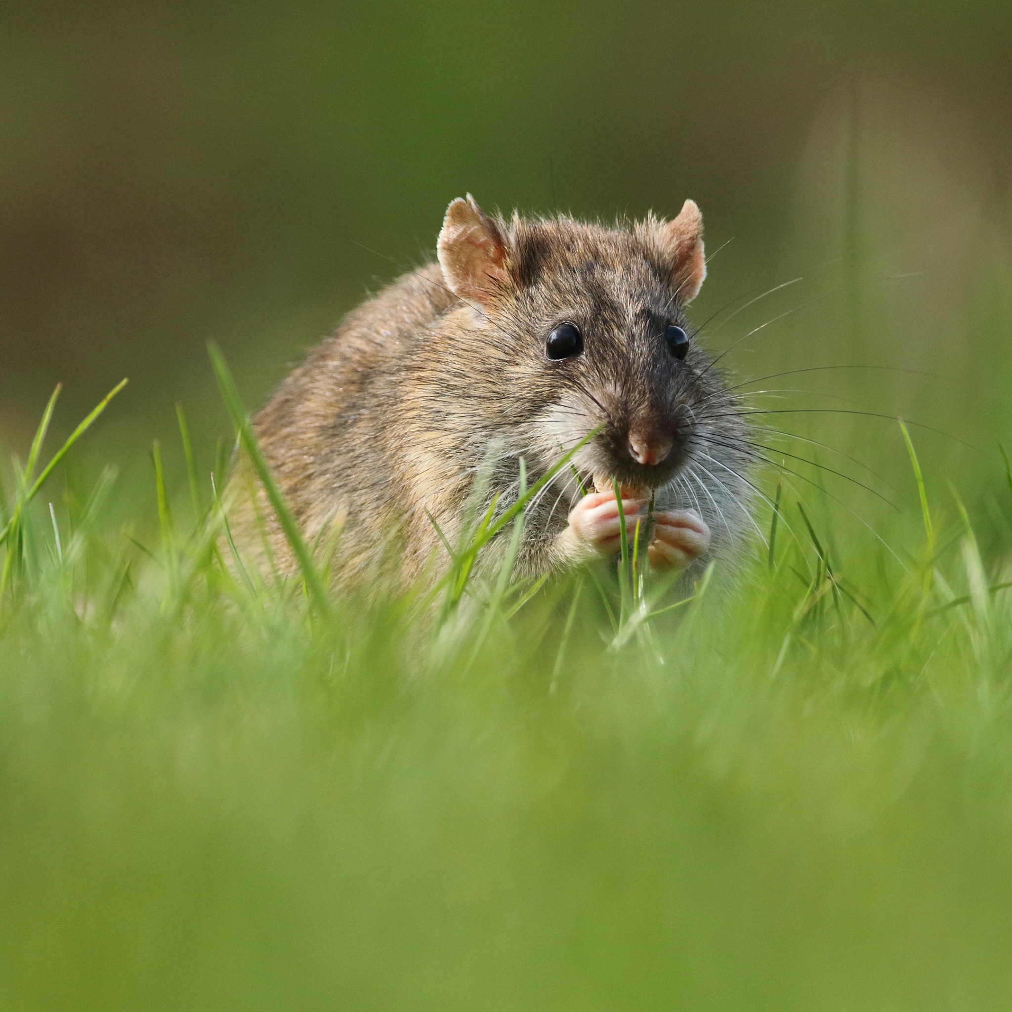 хомяки грызун. обыкновенный хомяк карбыш. милые домашние животные. сирийский хомячок хомяки. длиннохвостый хомяк.