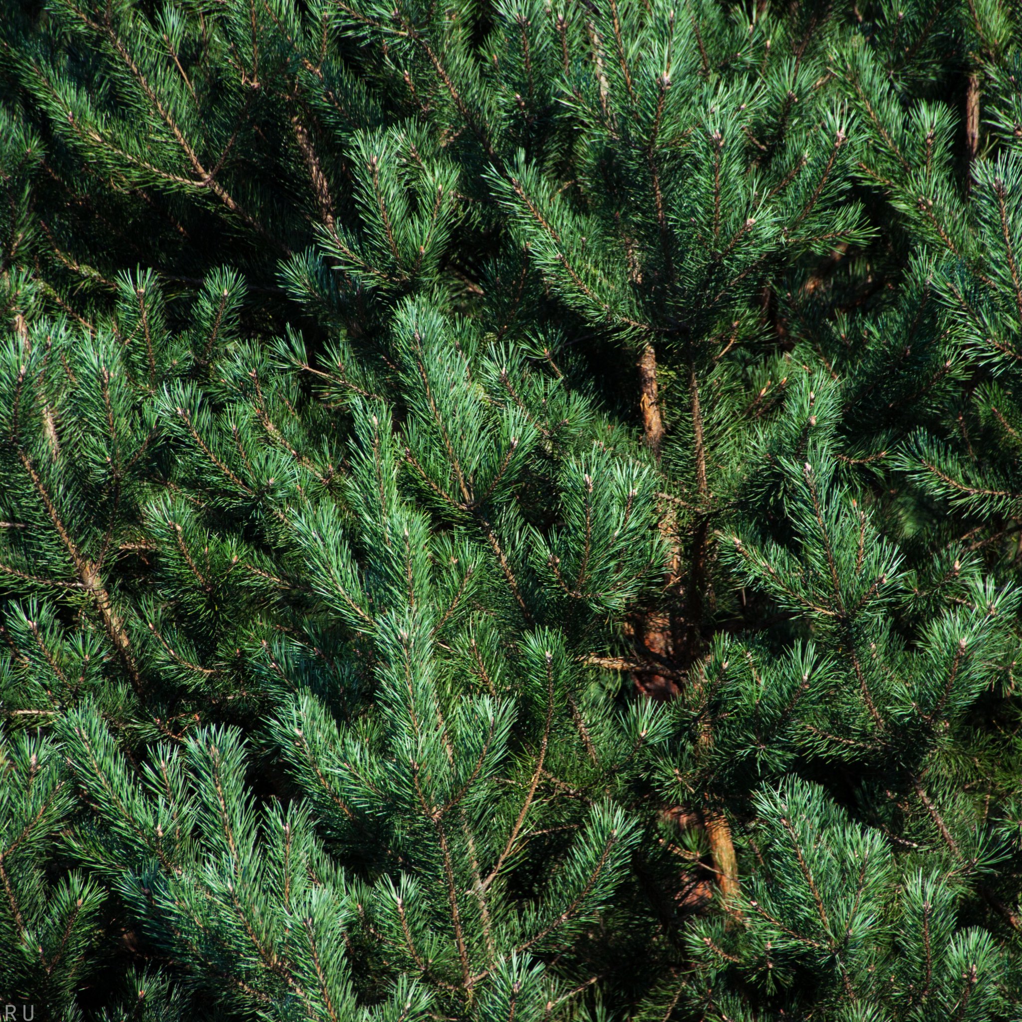 Pen Tree Textures Download wallpaper summer, nature, tree, minimalism, texture, pine ...
