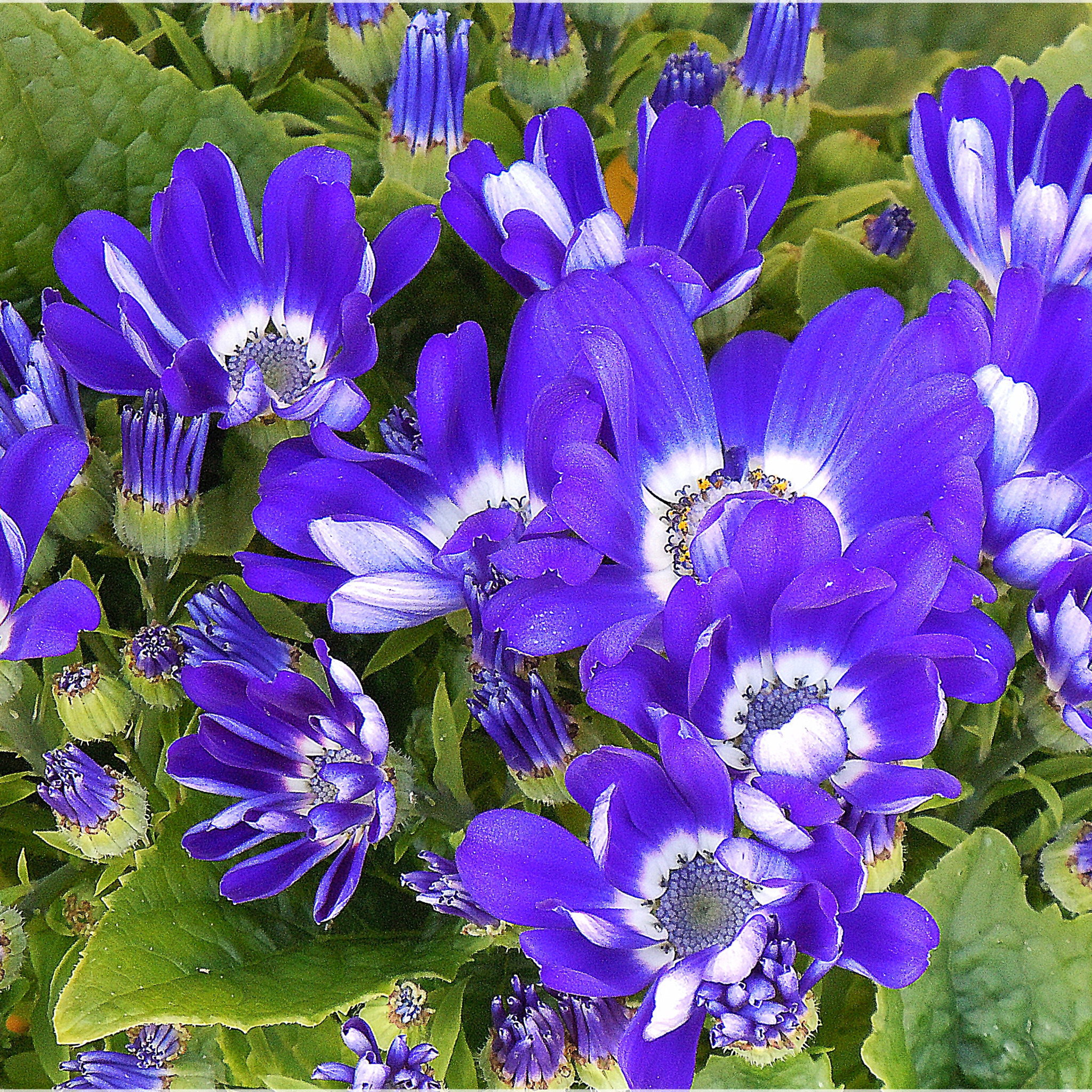 Синие цветы на языке цветов. Синие цветы. Ярко синие цветы. Синенькие цветы. Голубые цветы названия.