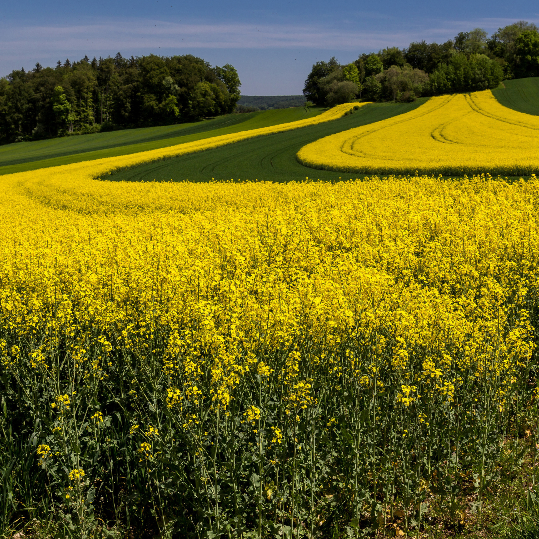 Горчичный сад. Поля рапса в Чехии. Рапс Луговой. Красивое поле. Поле с желтыми цветами.