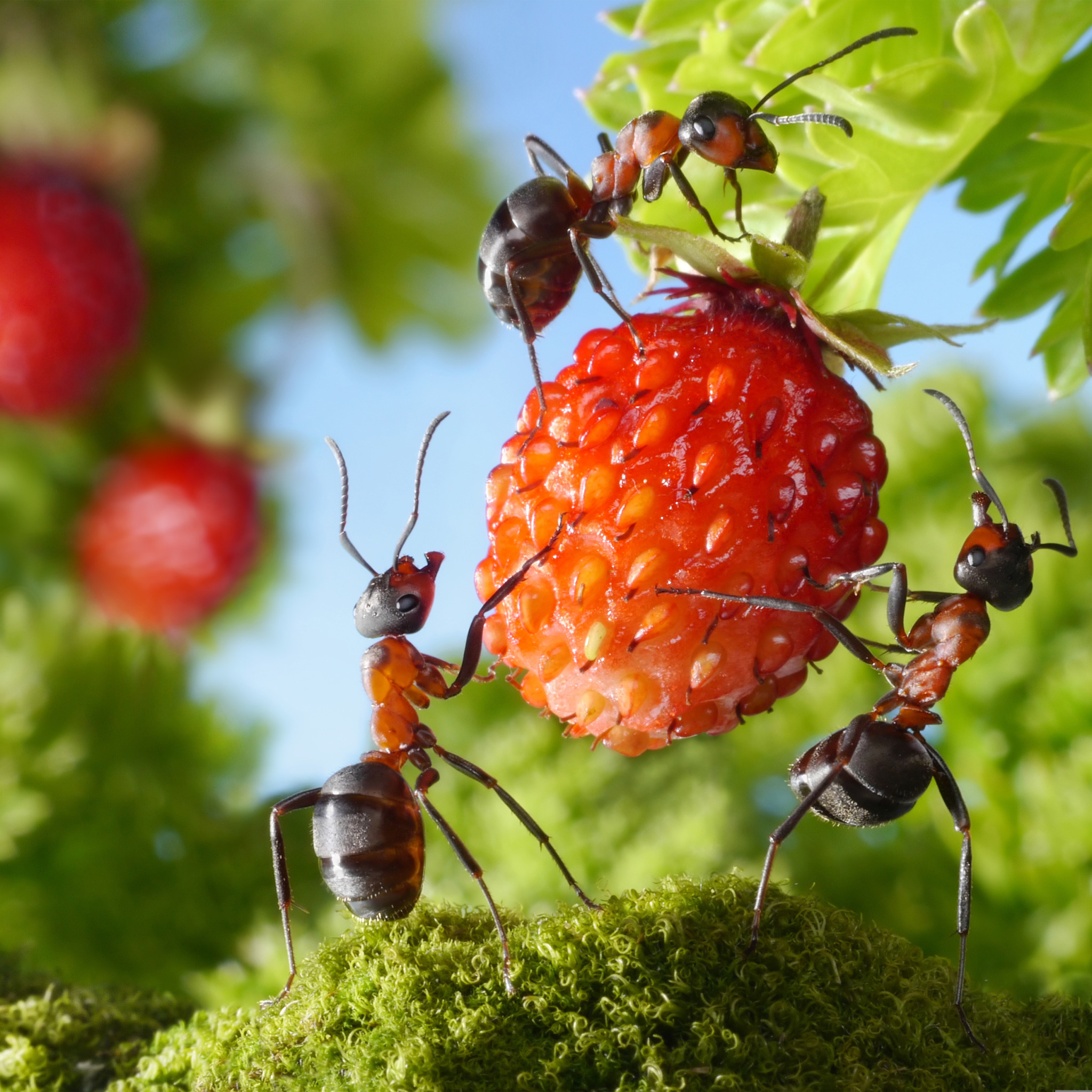 Садовые муравьи народные средства. Насекомые муравей. Лето насекомые. Садовые муравьи. Лесные насекомые.
