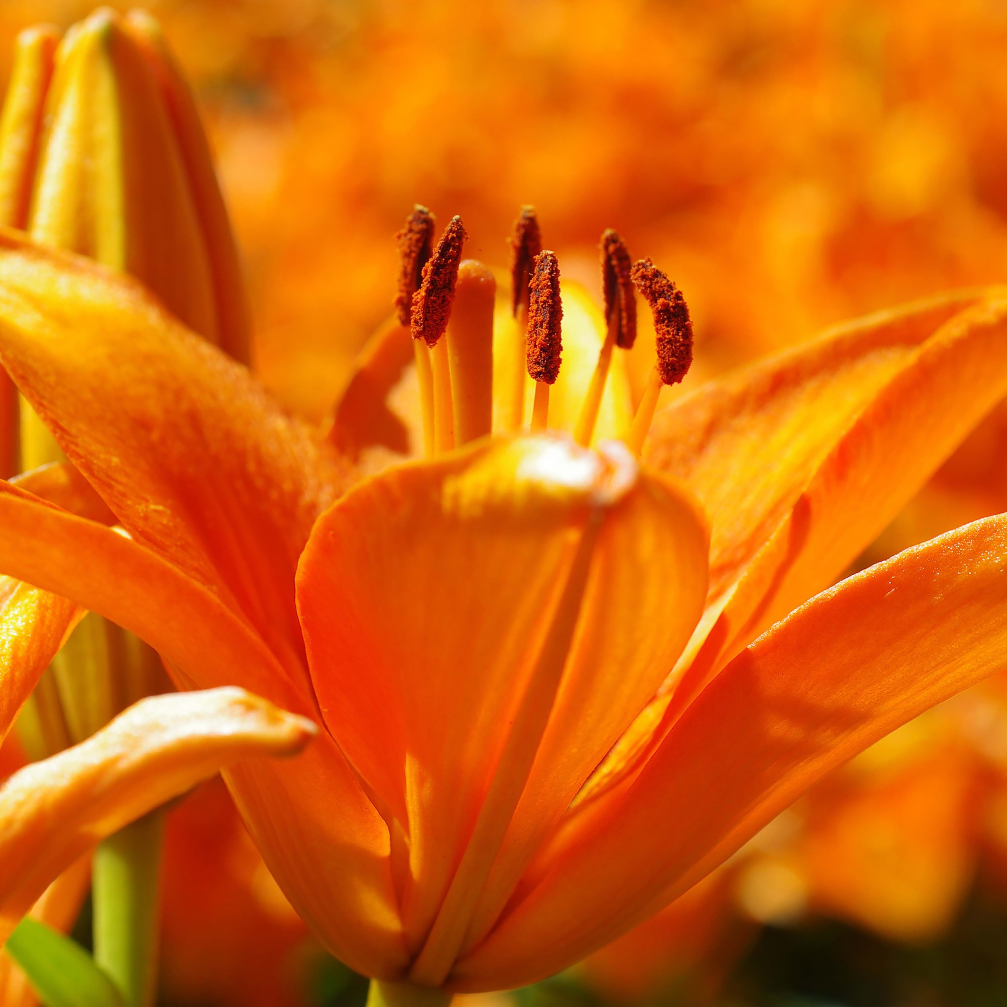 Лилия цветы оранжевые. Оранжевые цветы. Оранжевые лилии. Лилии цветы оранжевые. Ярко оранжевые цветы.