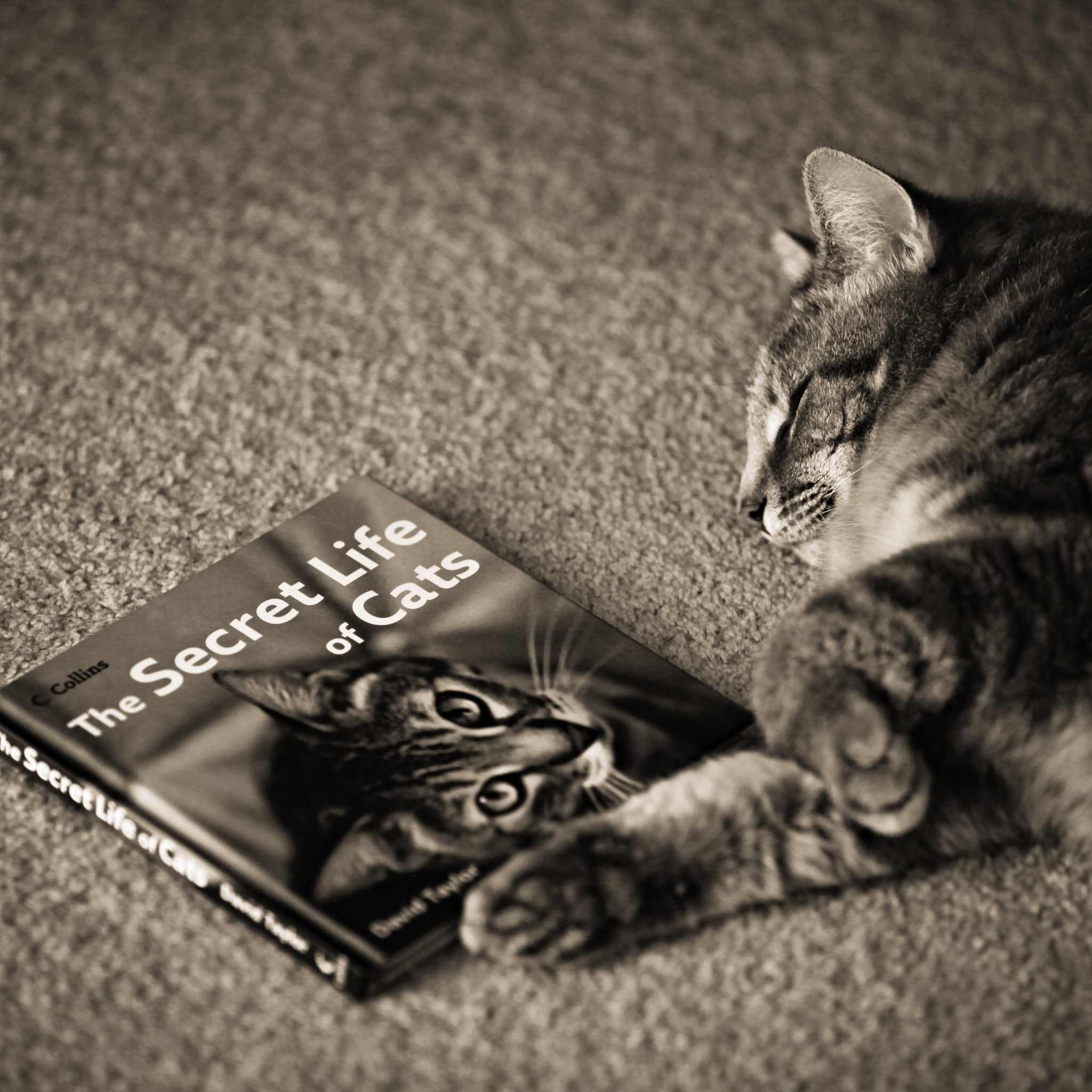 Читать книгу и спать. Книги про кошек. Кот с книгой. Книга котик. Котик с книжкой.