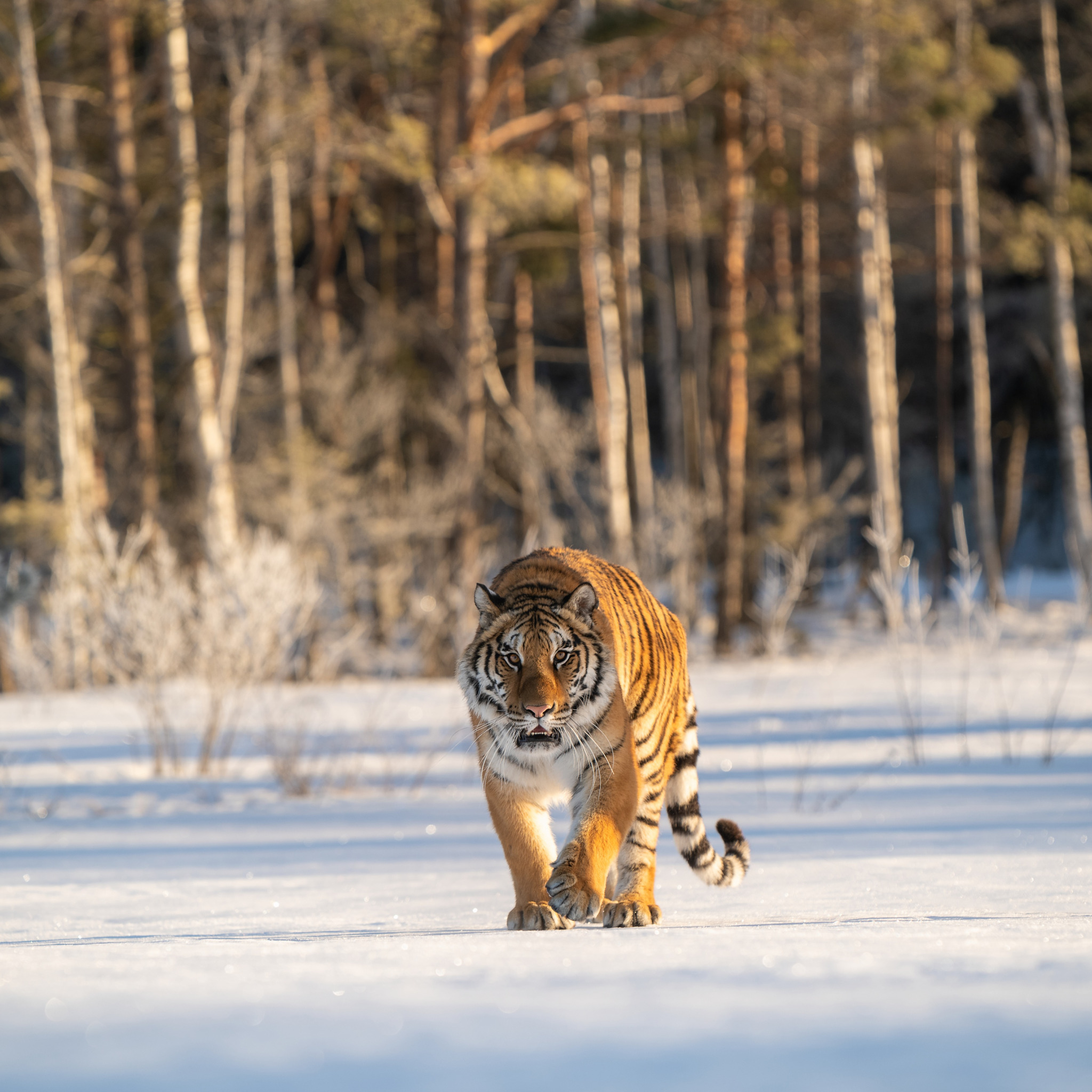Уссурийский тигр 4. Амурский (Уссурийский) тигр. Крадущийся Амурский тигр. Амурский тигр в лесу. Тигр зимой.