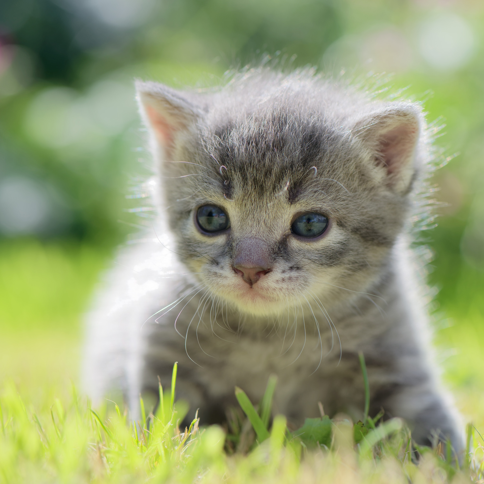 Happy baby kitten