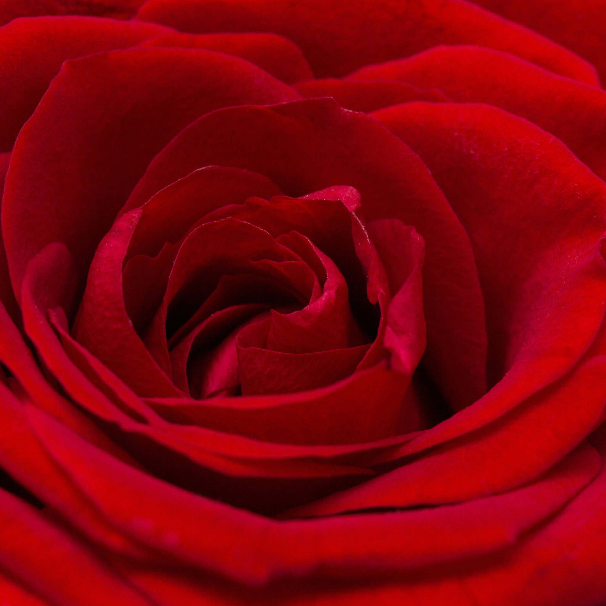 Розы без цензуры. Сорт роз алый Карсон. Ред ред Роуз.