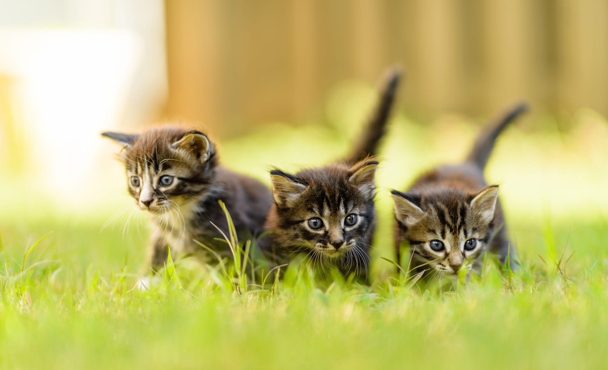 3 маленьких кошек. Кошки маленькие. Обои на рабочий стол котята. Красивые котята.