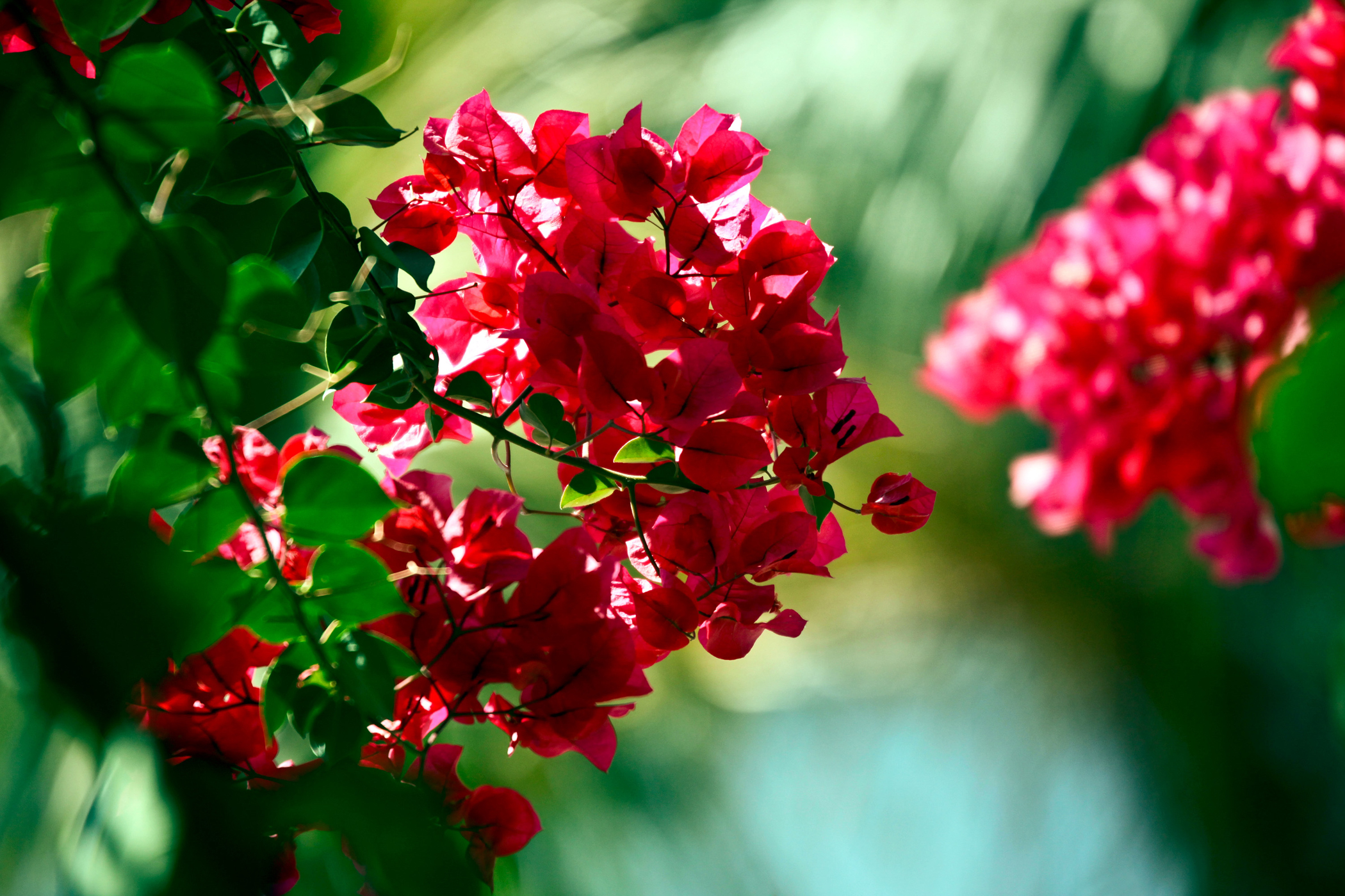 Картинки на рабочий стол цвети. Бугенвиллия Red Lotus. Summer Red бугенвиллия. Chaozhou Red бугенвиллия.