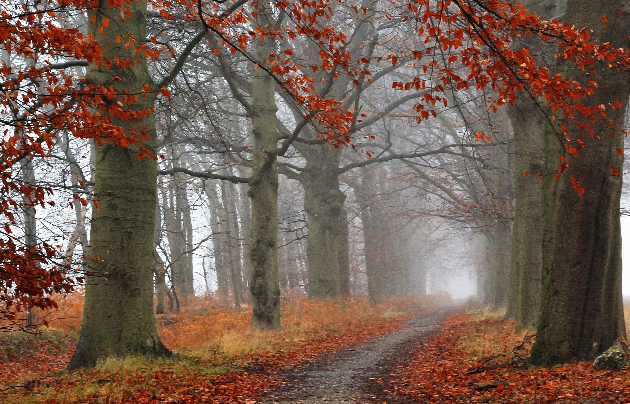 Late autumn. Холодный осенний лес. Фон осенний лес поздняя осень. Осенний лес почти без листьев. Осенняя тропа в лесу позднем осеннем тумане.