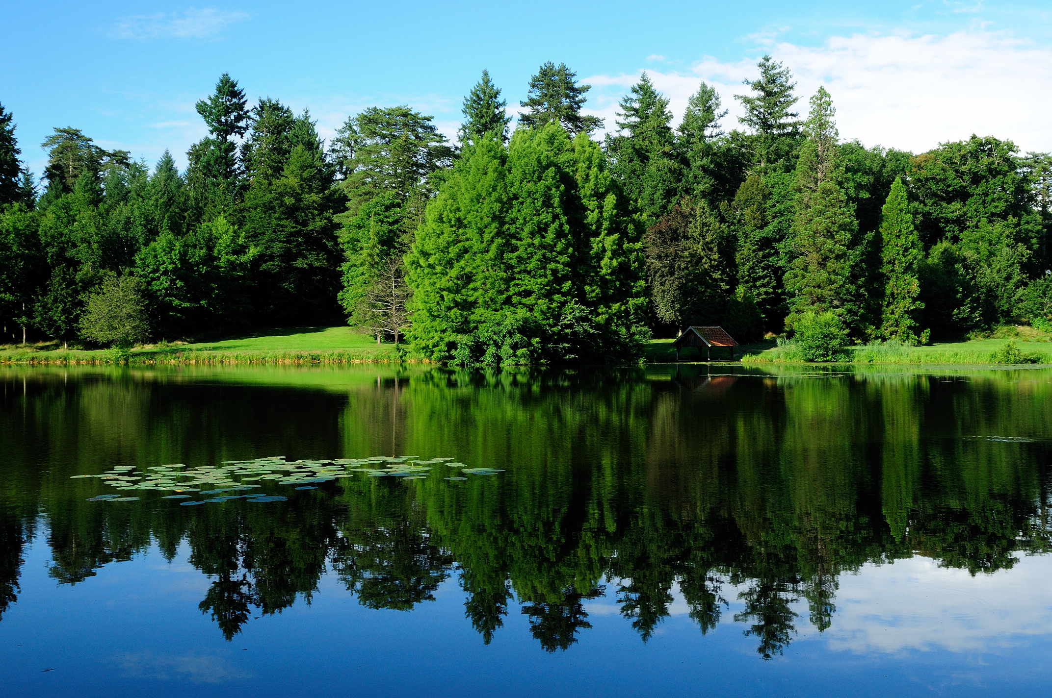 Картинка на обои высокого качества. Озеро в лесу. Лесное озеро. Природа озеро. Природа лес озеро.