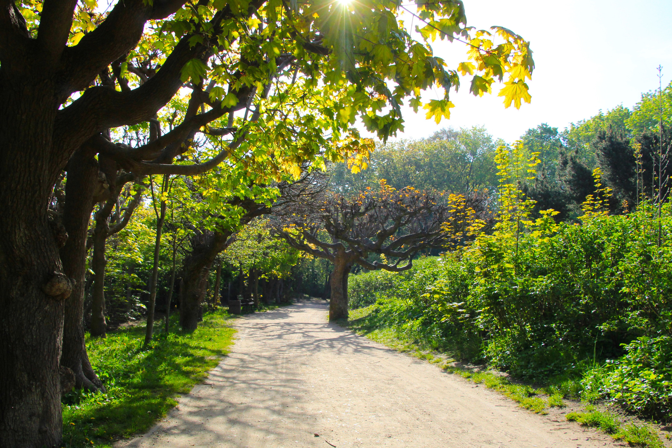 Tree Park Spring Download wallpaper trees, park, spring, alley, section landscapes in ...
