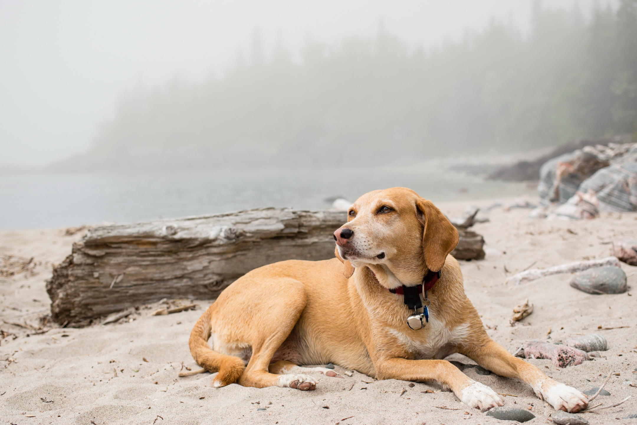 Download wallpaper nature, each, Foggy dog, section dog in resolution