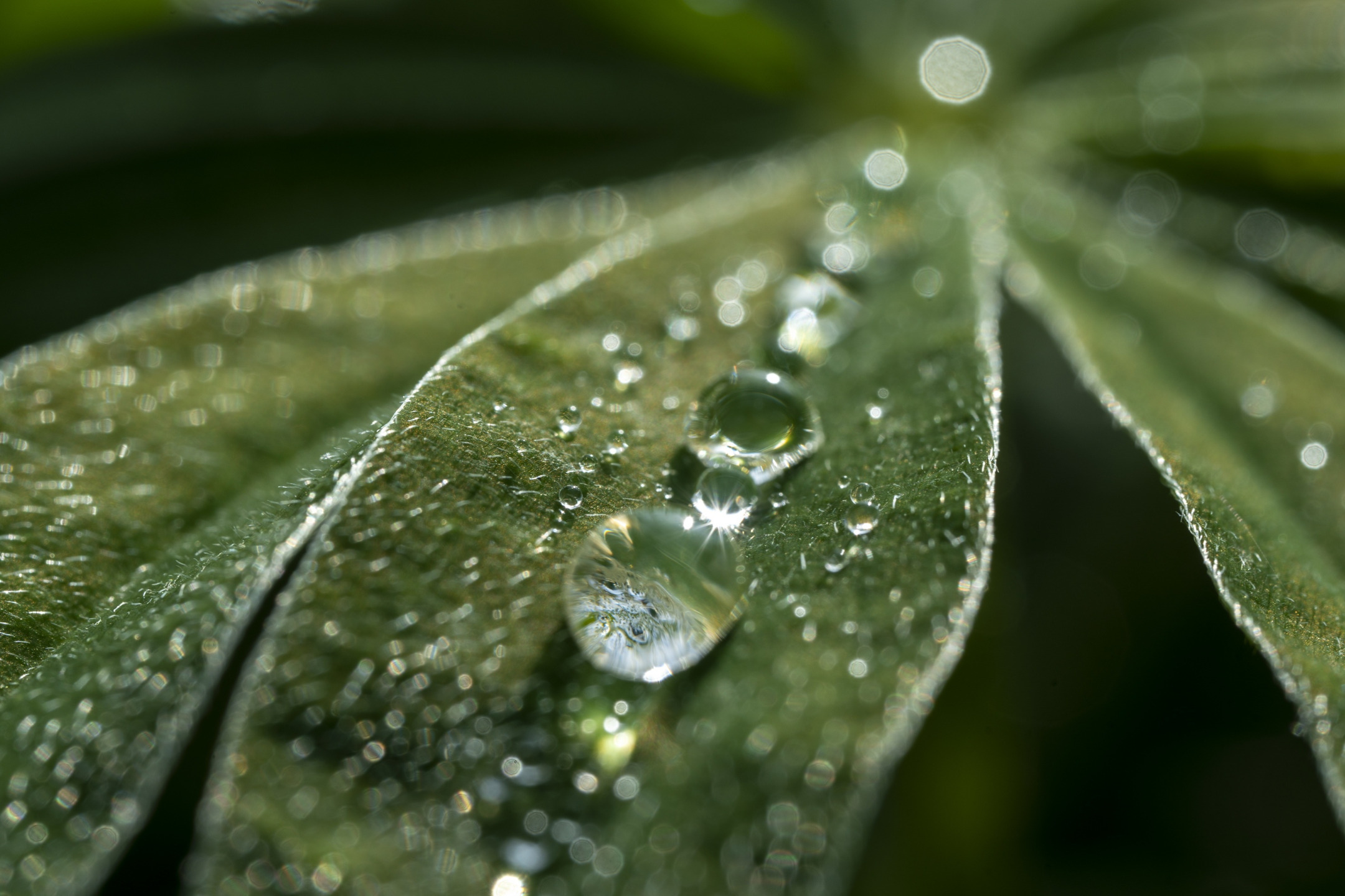 Download wallpaper field, leaves, the sun, drops, Lupin, section macro ...