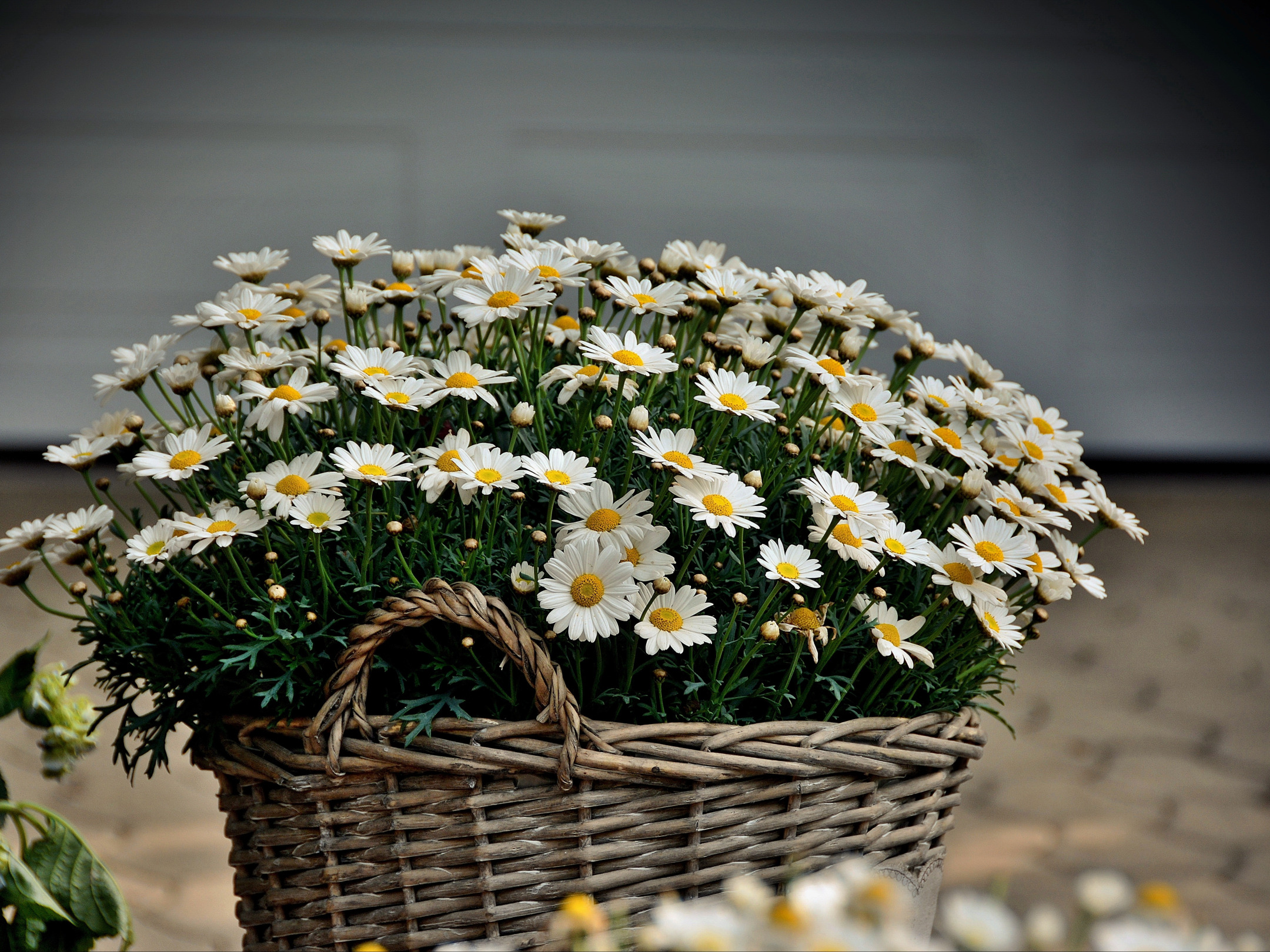 Букет ромашек фото скачать бесплатно Download wallpaper Flowers, Basket, Basket with Flowers, section flowers in reso