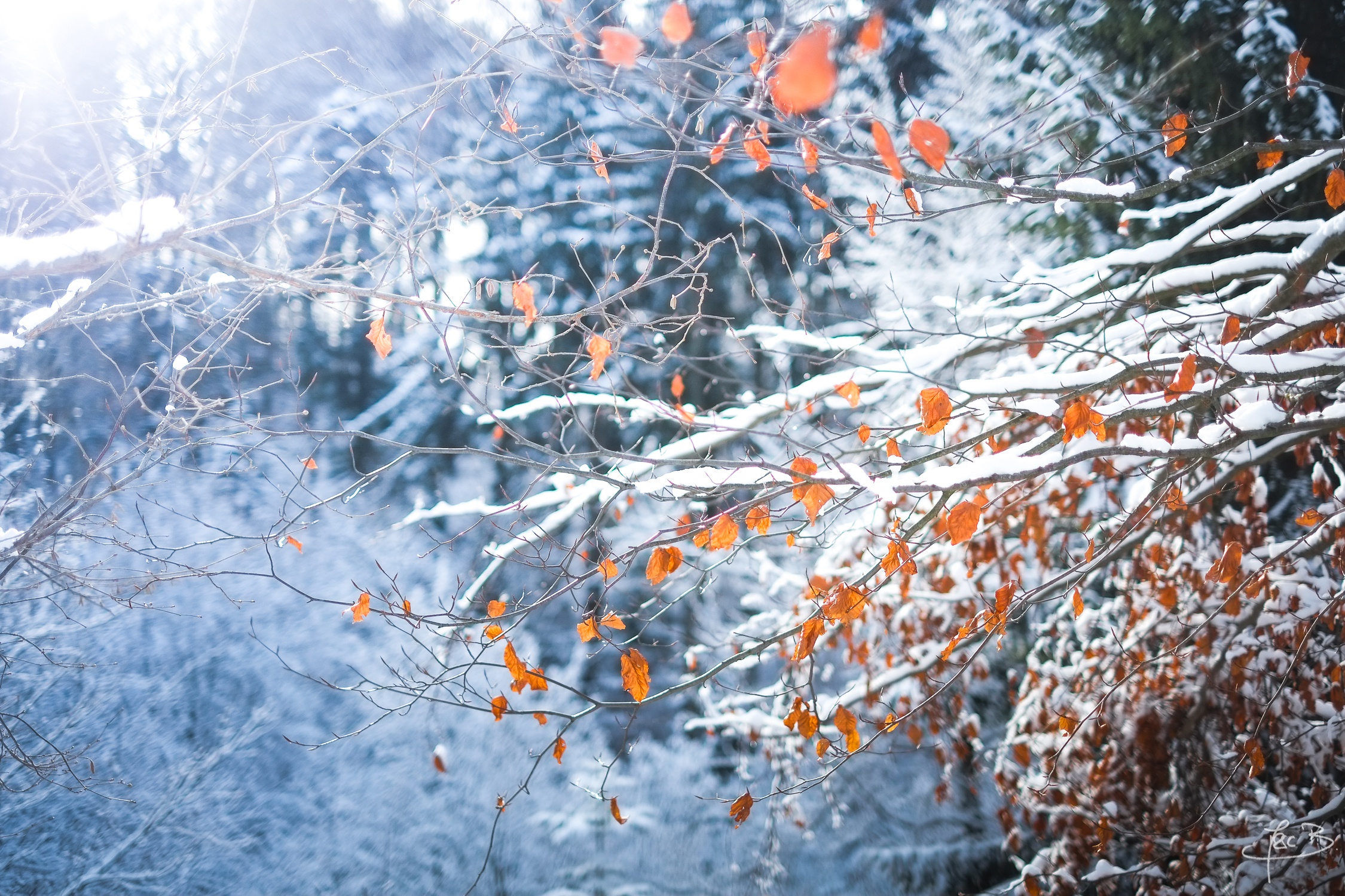 С зимой с первым снегом. Снежная осень. Деревья в снегу. Первый снег. Осенние листья в снегу.