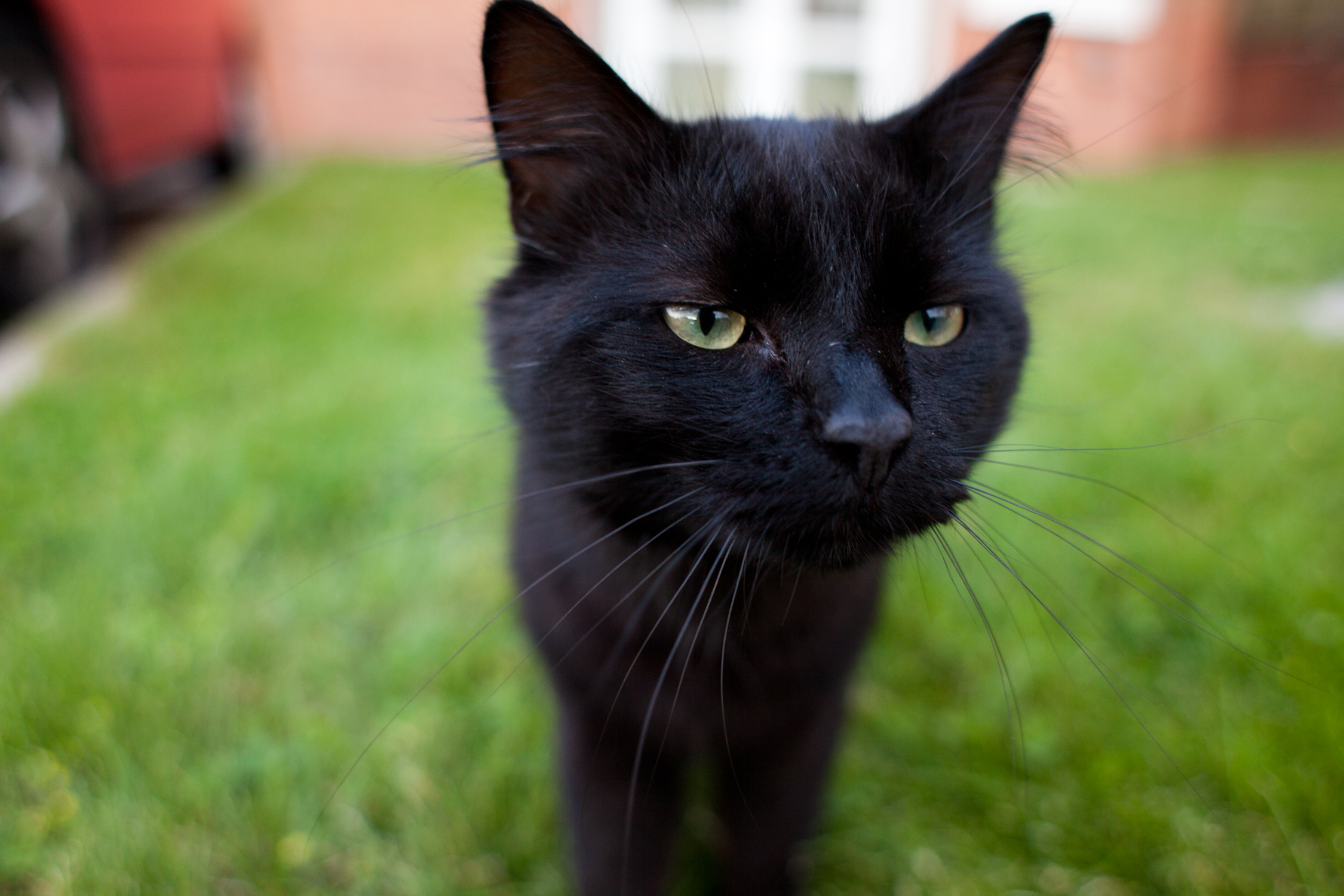 Черная кошка бывает. Бомбейская кошка. Черная Бомбейская кошка с зелеными глазами. Бомбейская кошка пушистая. Бомбейская кошка с зелеными глазами.