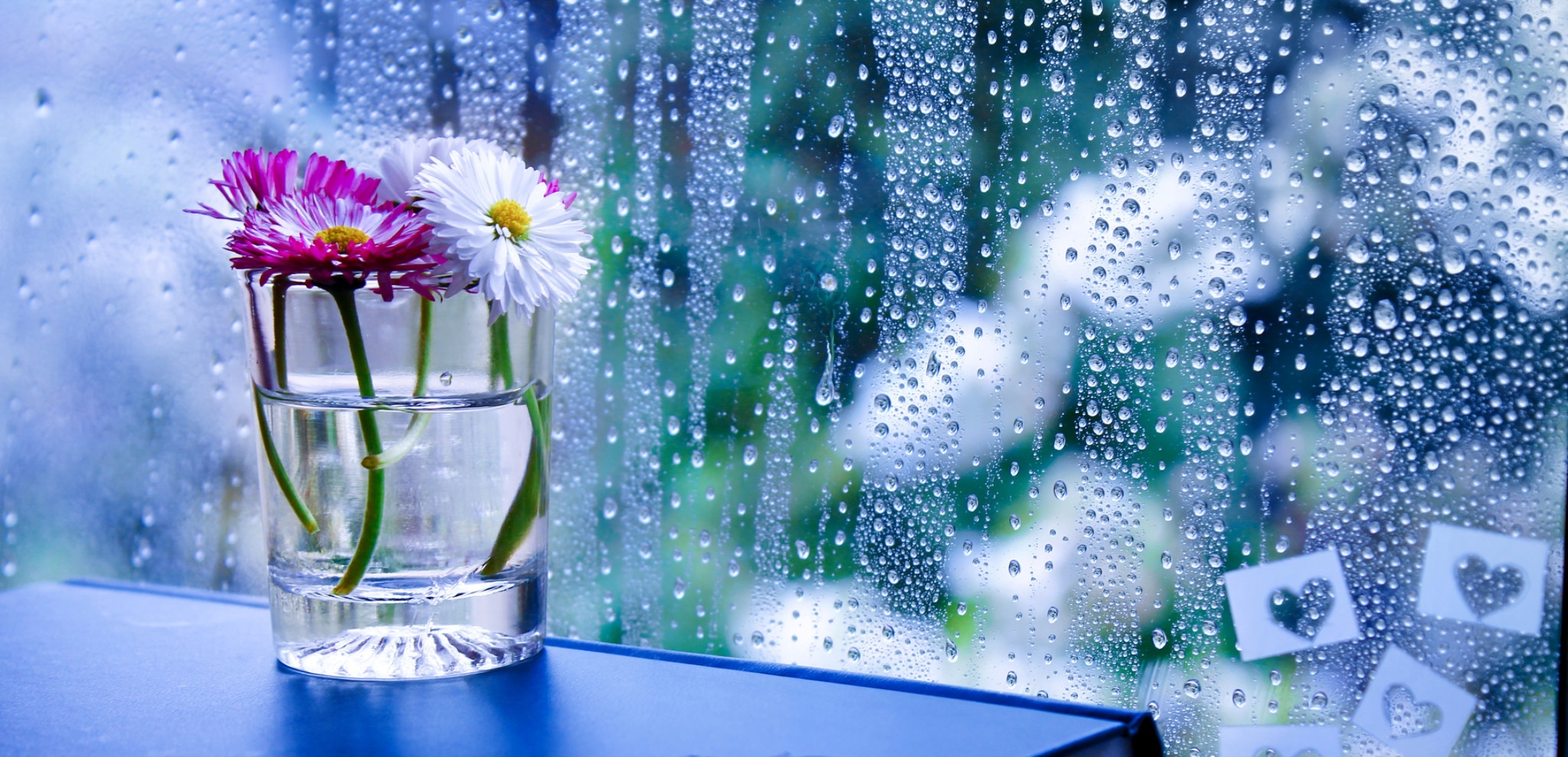 Весенние капли дождя. Весенние цветы на окне. Цветы на зимнем окне.
