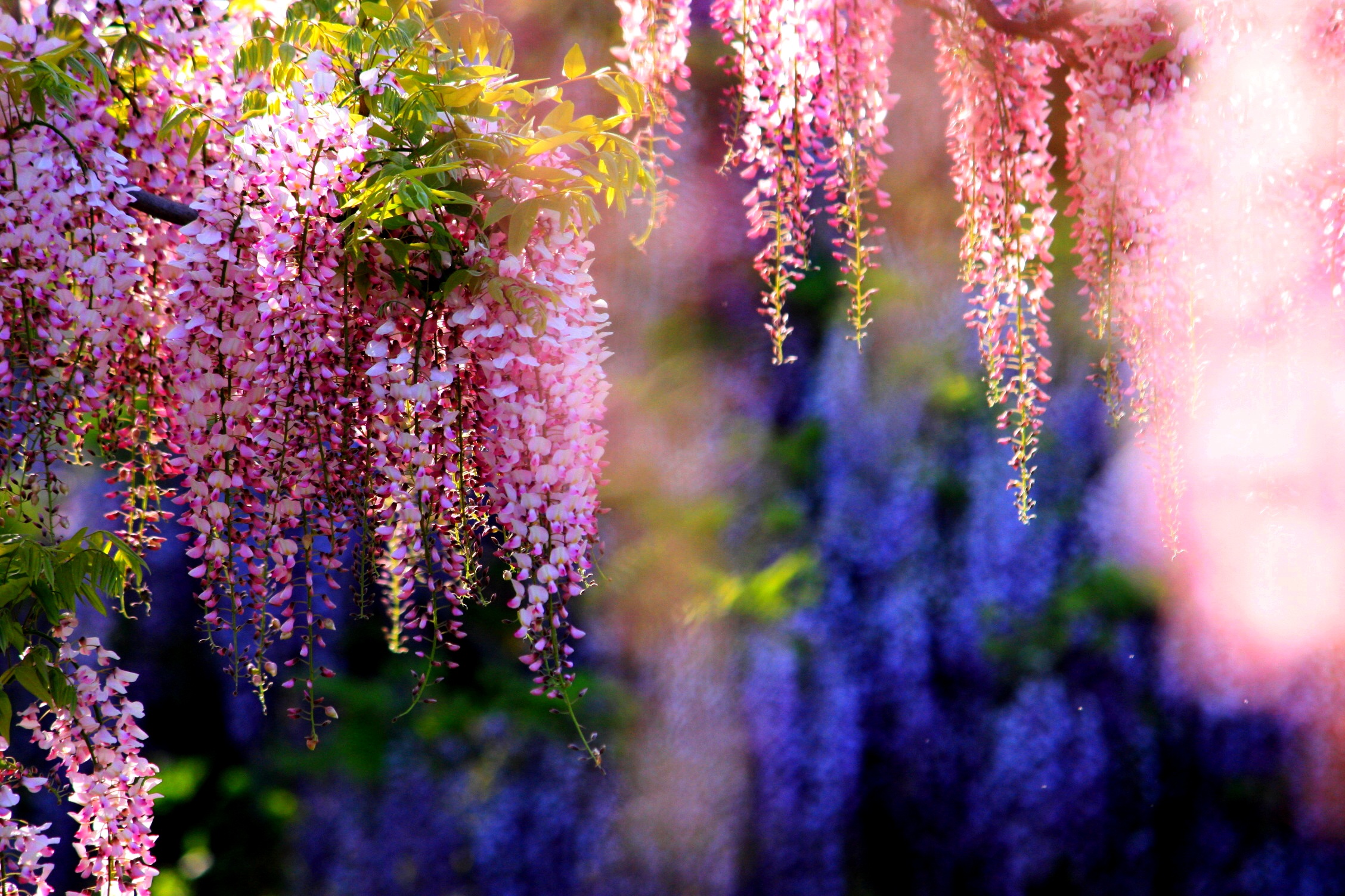 Wallpaper branches, flowering, bunches, Wisteria for mobile and desktop,  section цветы, resolution 2256x1504