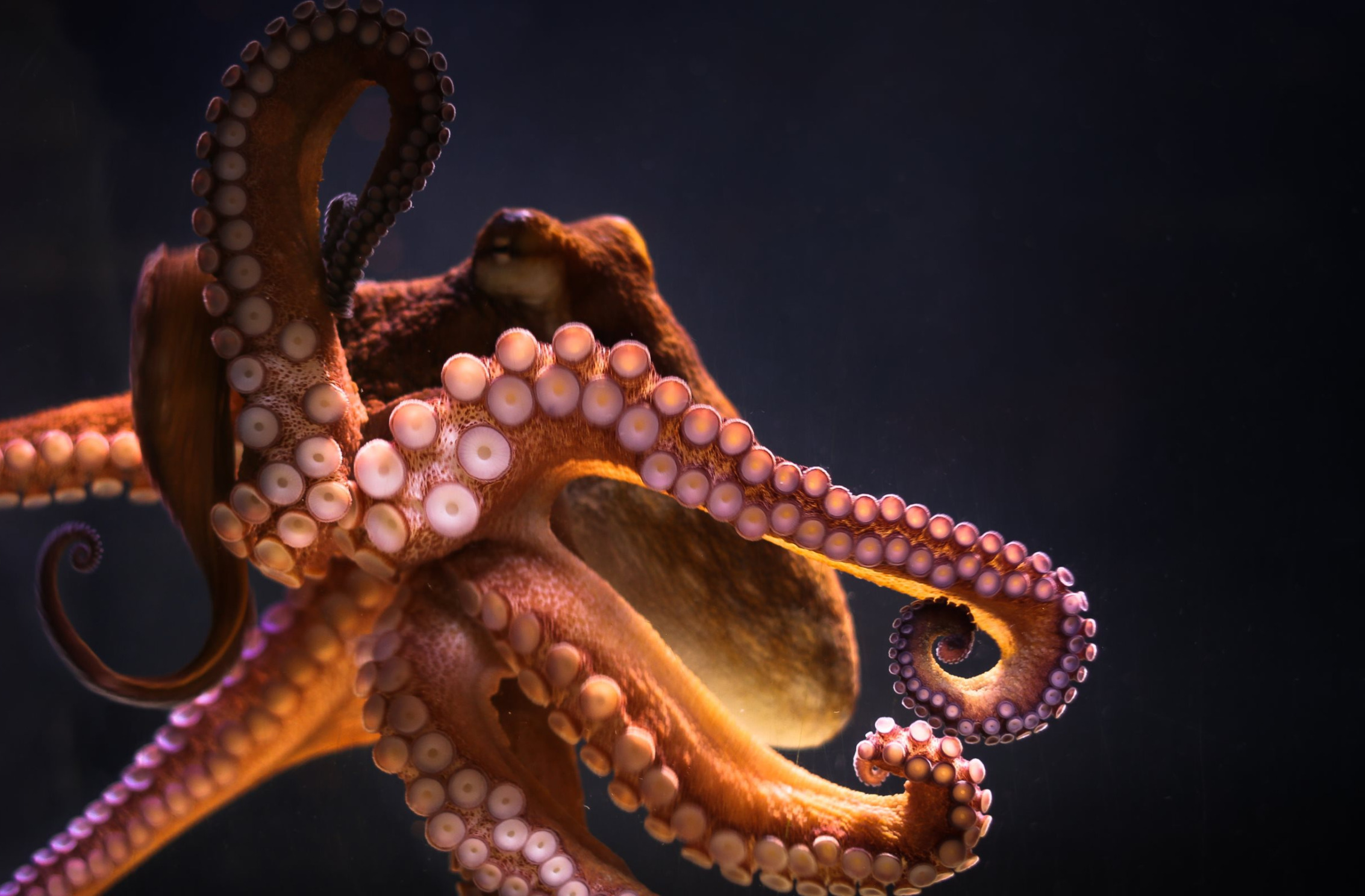 осьминог прикол. длиннощупальцевый спрут. щупальца головоногих это. ось прикол. спрут головоногий моллюск.