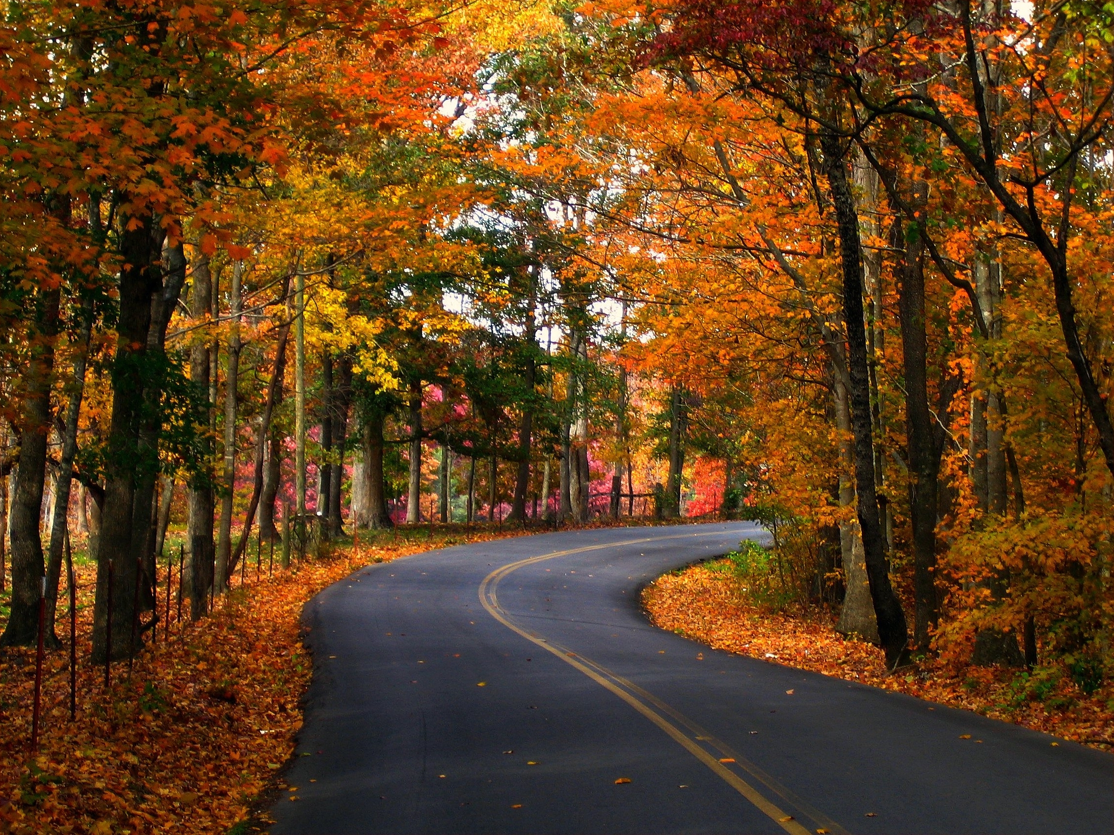Fall scenes. Осенняя дорога. Осень дорога листва. Листопад на дороге. Осенняя дорога в лесу.