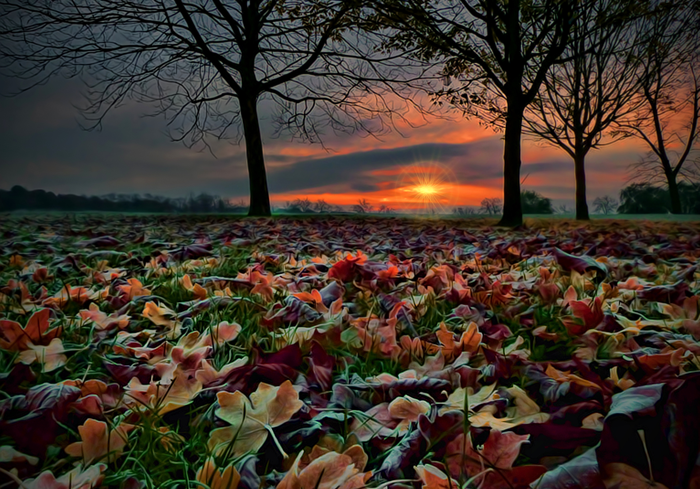 Autumn is beautiful. Осенний закат. Осень закат. Осенние цветы в лесу. Поздняя осень закат.