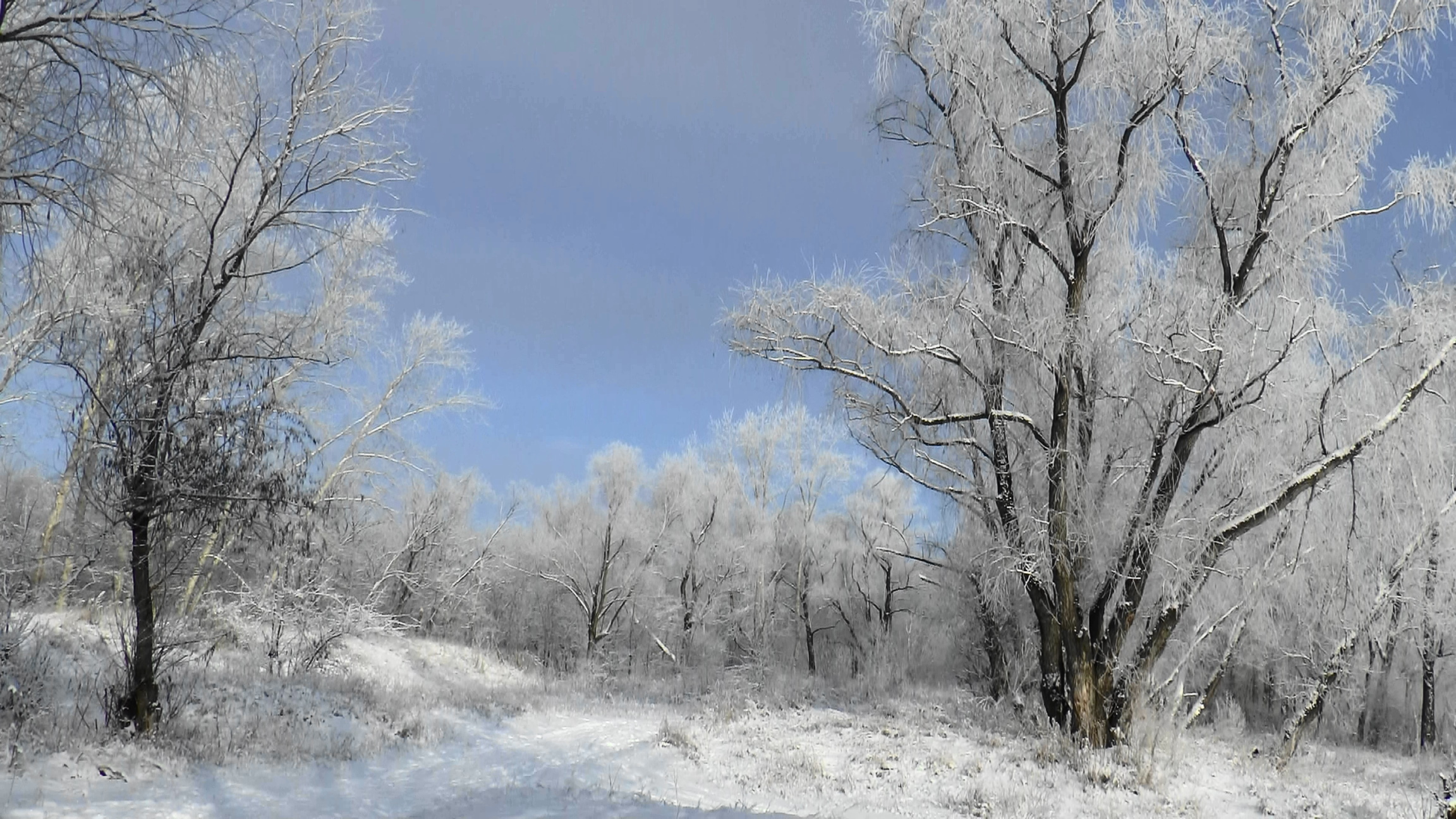 кусты в инее. старый иней. дуб зимой. старый иней. зимние кружева.