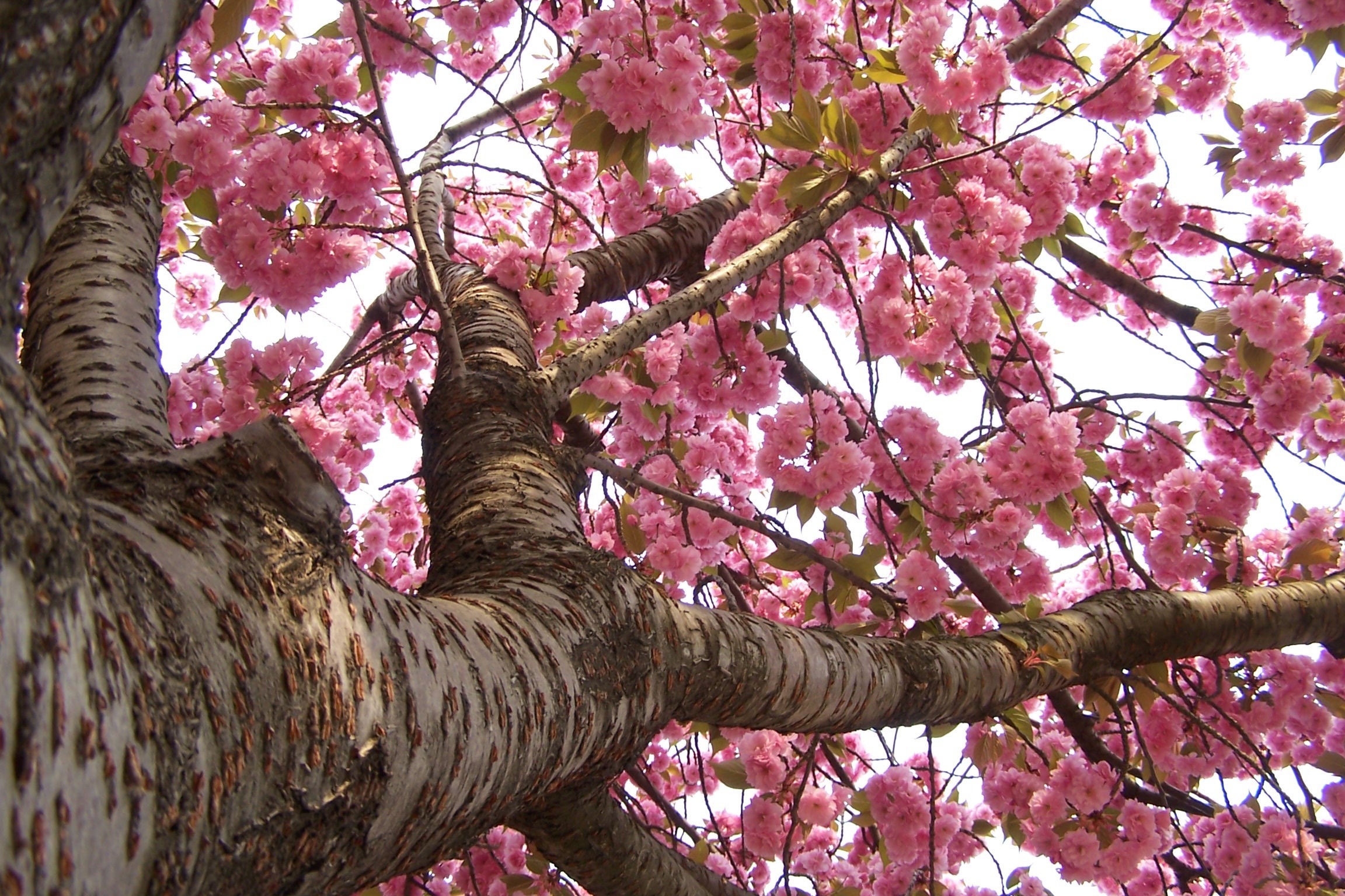 Цветущие деревья фото с названиями. Хоризия дерево. Розовое дерево Aniba rosaeodora. Акация Сакура. Сакура 6к дерево.