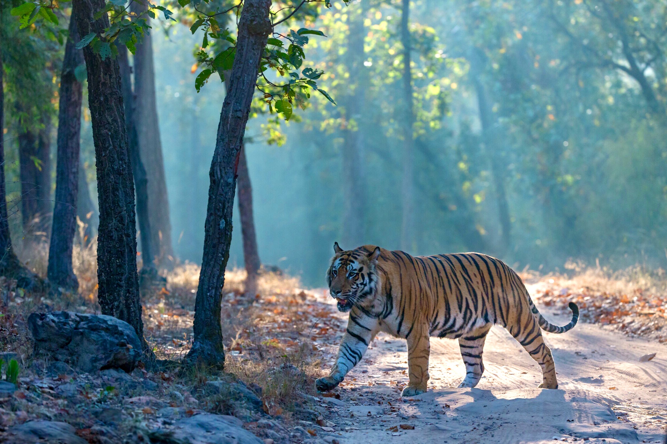 Дикие амурские тигры. Амурский (Уссурийский) тигр. Амурский тигр в лесу. Амурский тигр фото. Фото Уссурийского тигра.