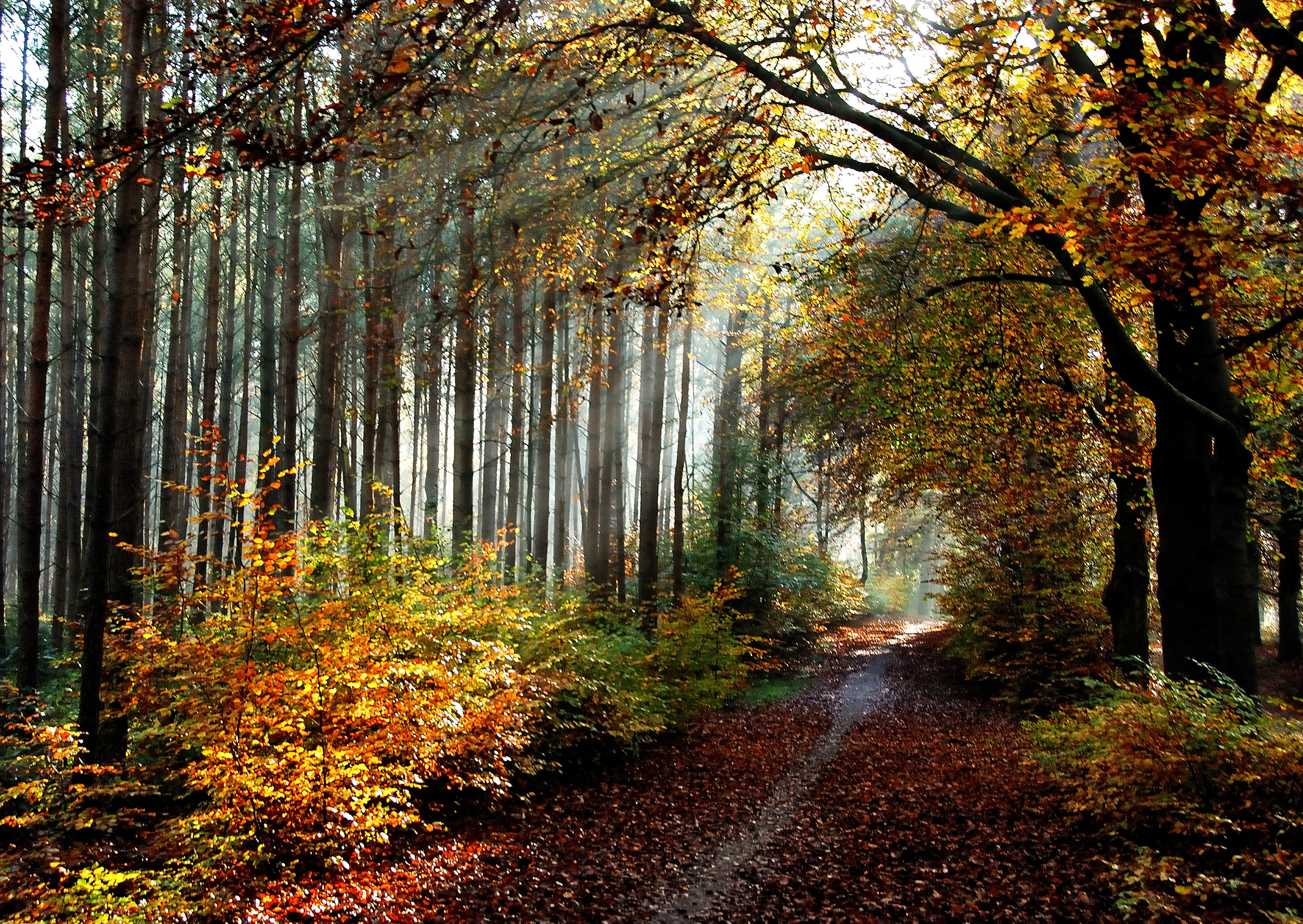 Leaves a trail. Осенний лес. Осень в лесу. Тропинка в осеннем лесу. Осень Лесная тропа.