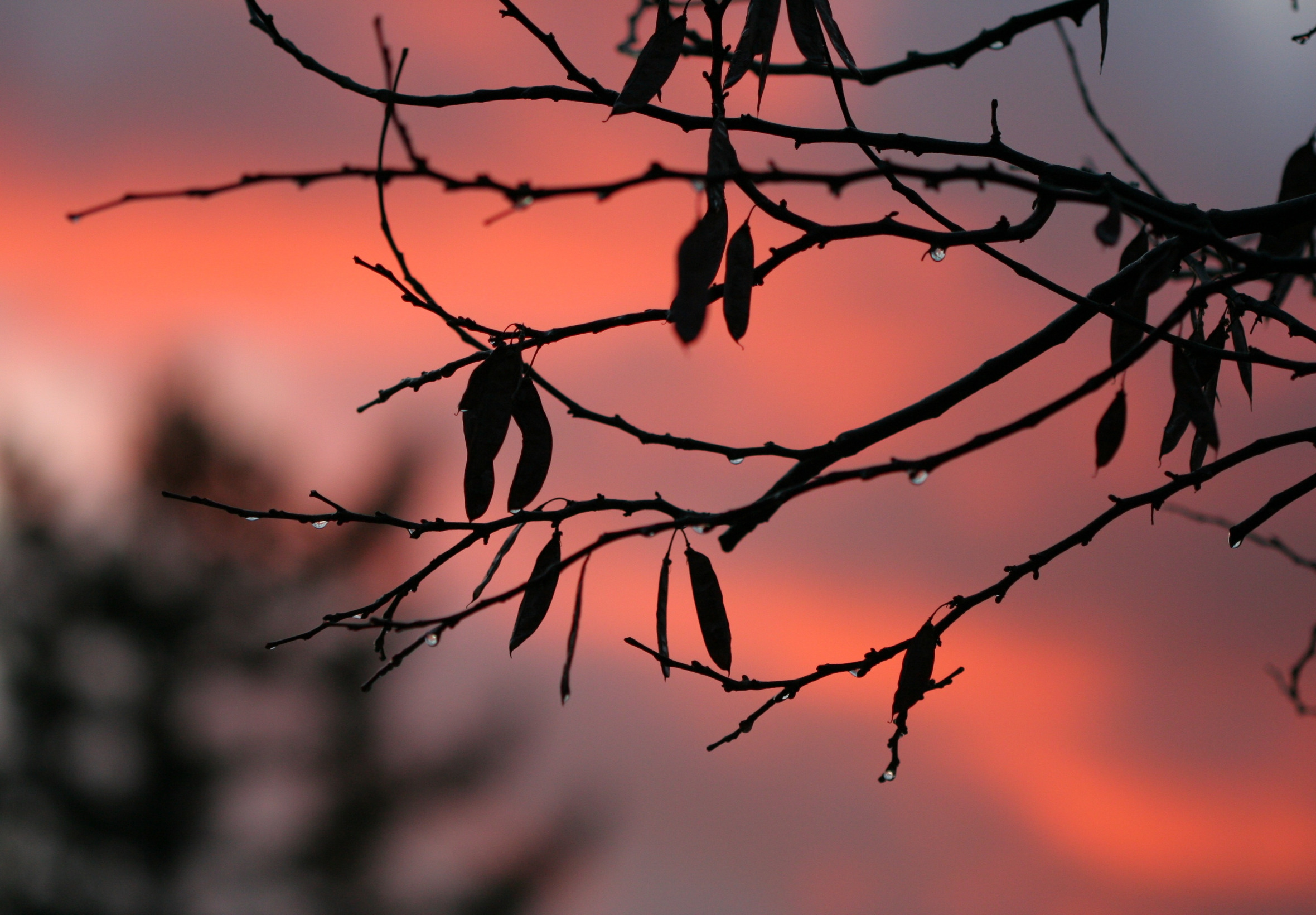 autumn, drops, sunset, nature, naked, branch