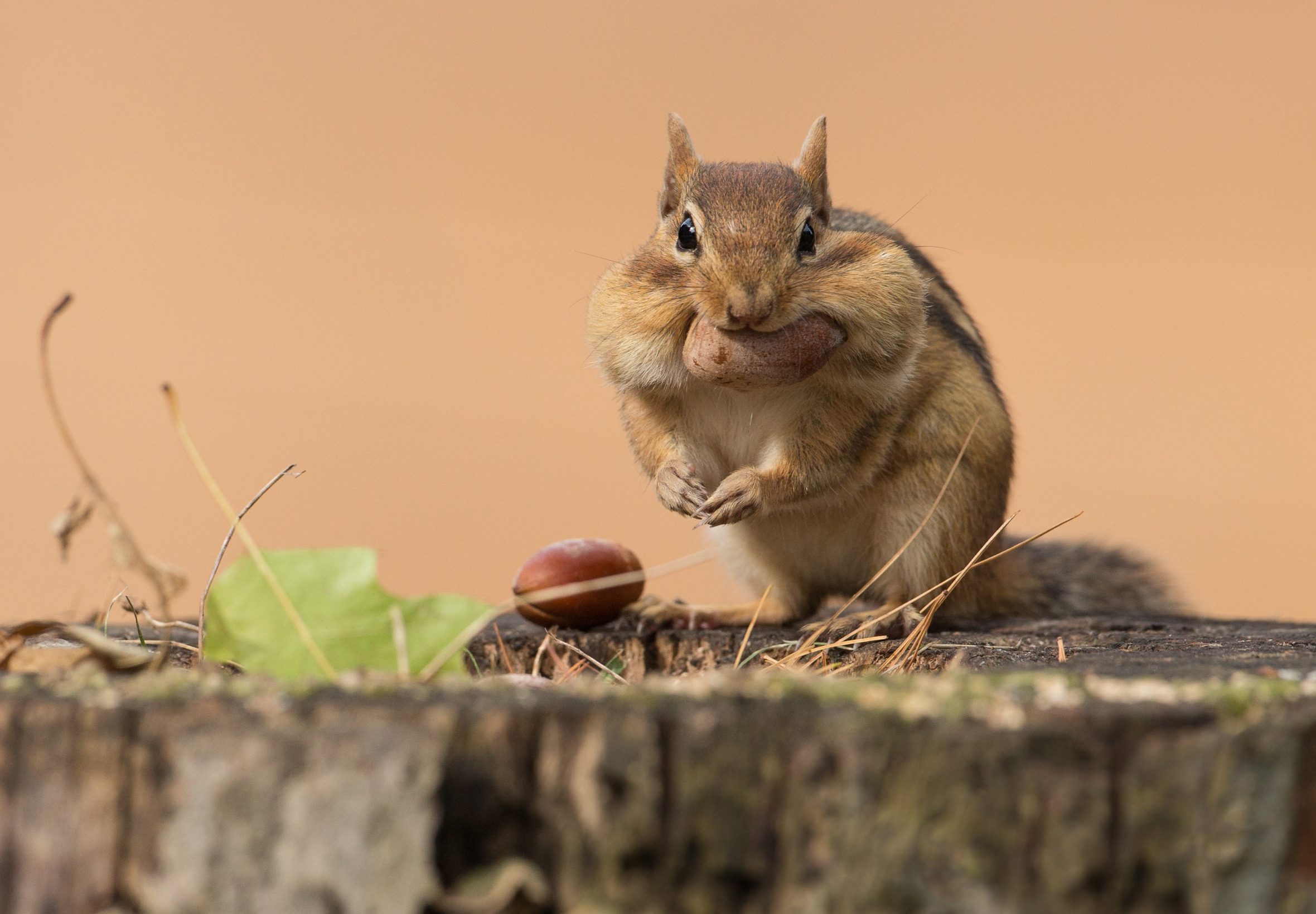 Chipmunk Twitch