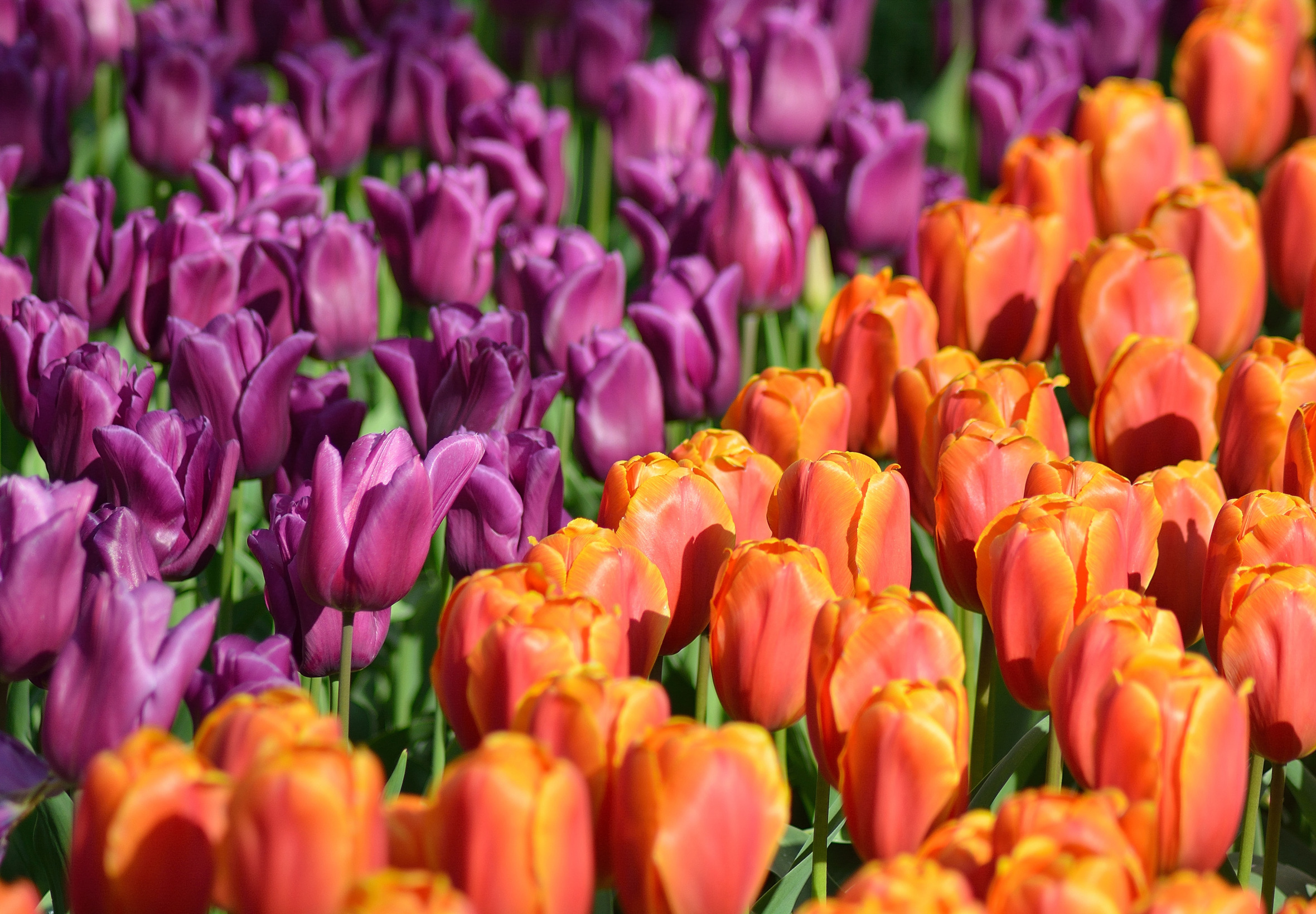 Park, tulips, Netherlands, buds, a lot, Netherlands, Keukenhof, Keukenhof