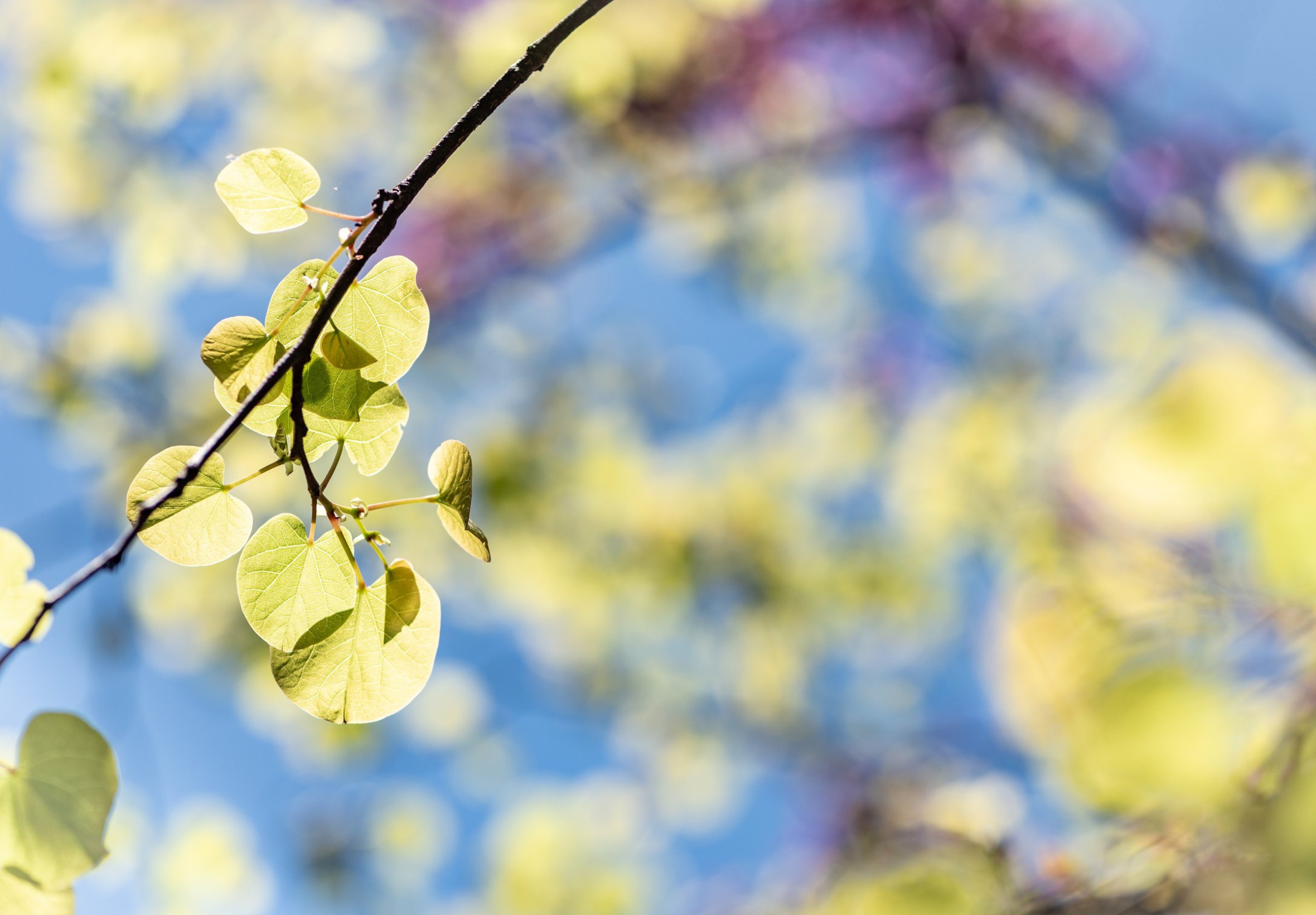 Spring leaves