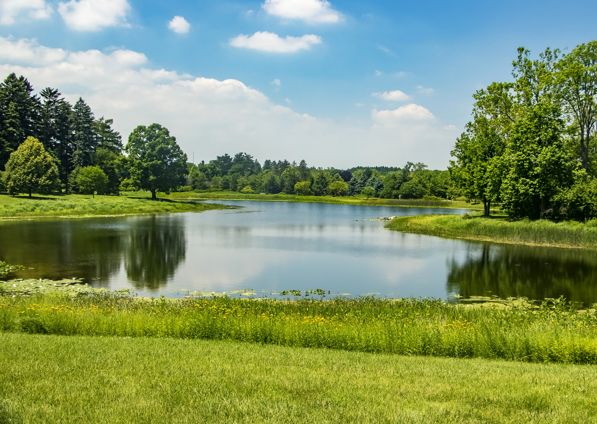 Природа речка фото Download wallpaper greens, summer, grass, the sun, trees, pond, Park, USA, secti