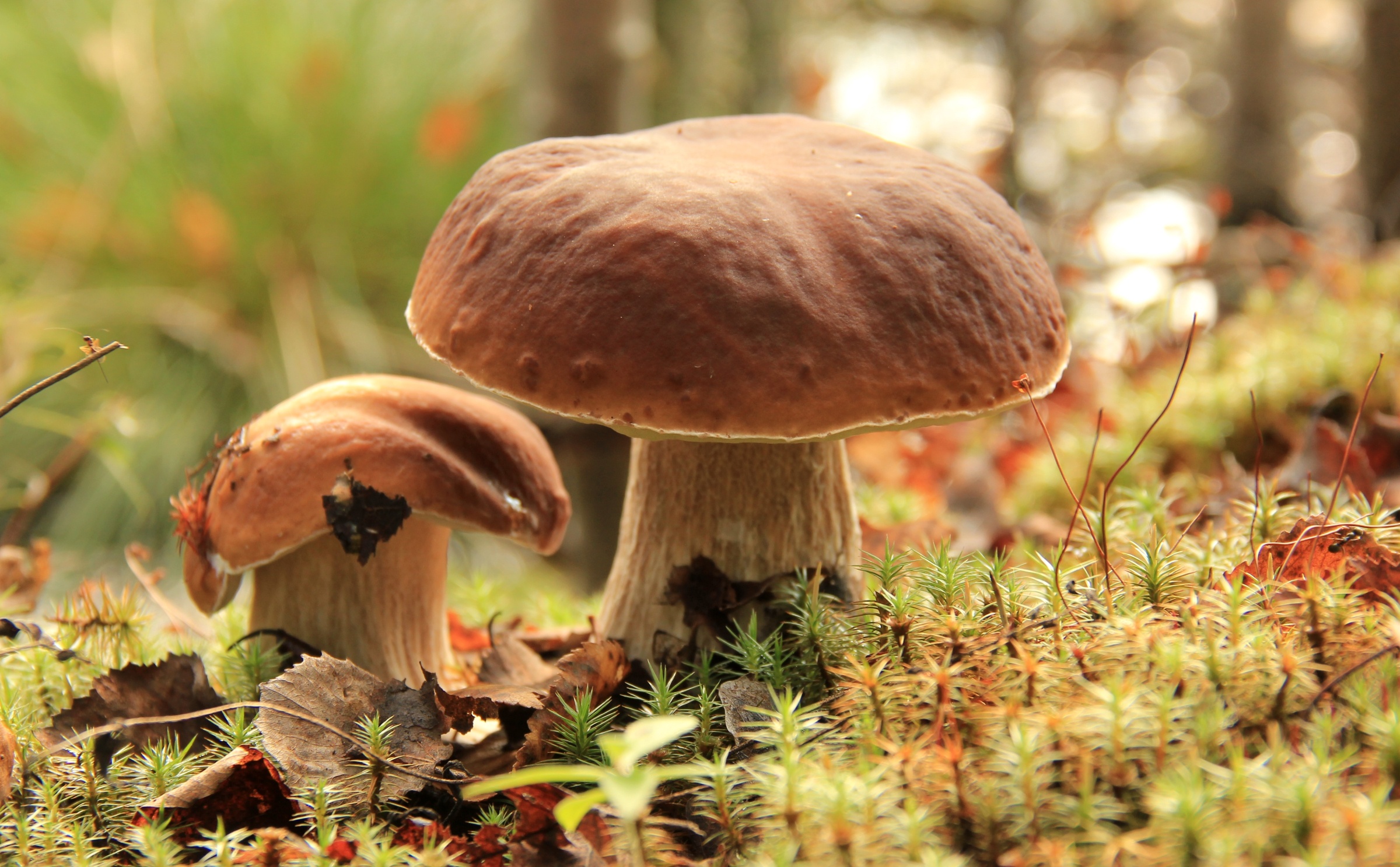 Мир природы грибы. Боровик пластинчатый гриб. Боровик осенний. Чаудинский белый гриб. Осенние грибы фото.