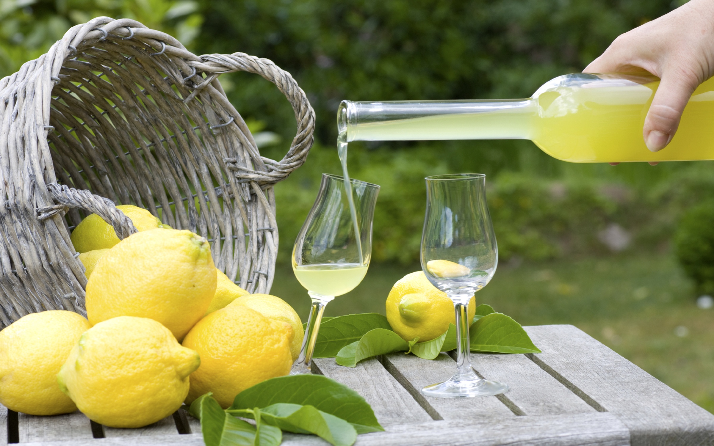 Рецепт ликера лимончелло. Лимонный ликер Лимончелло. Лимончелло итальянские ликёры. Лимонный ликёр Limoncello. Лимоны для Лимончелло.