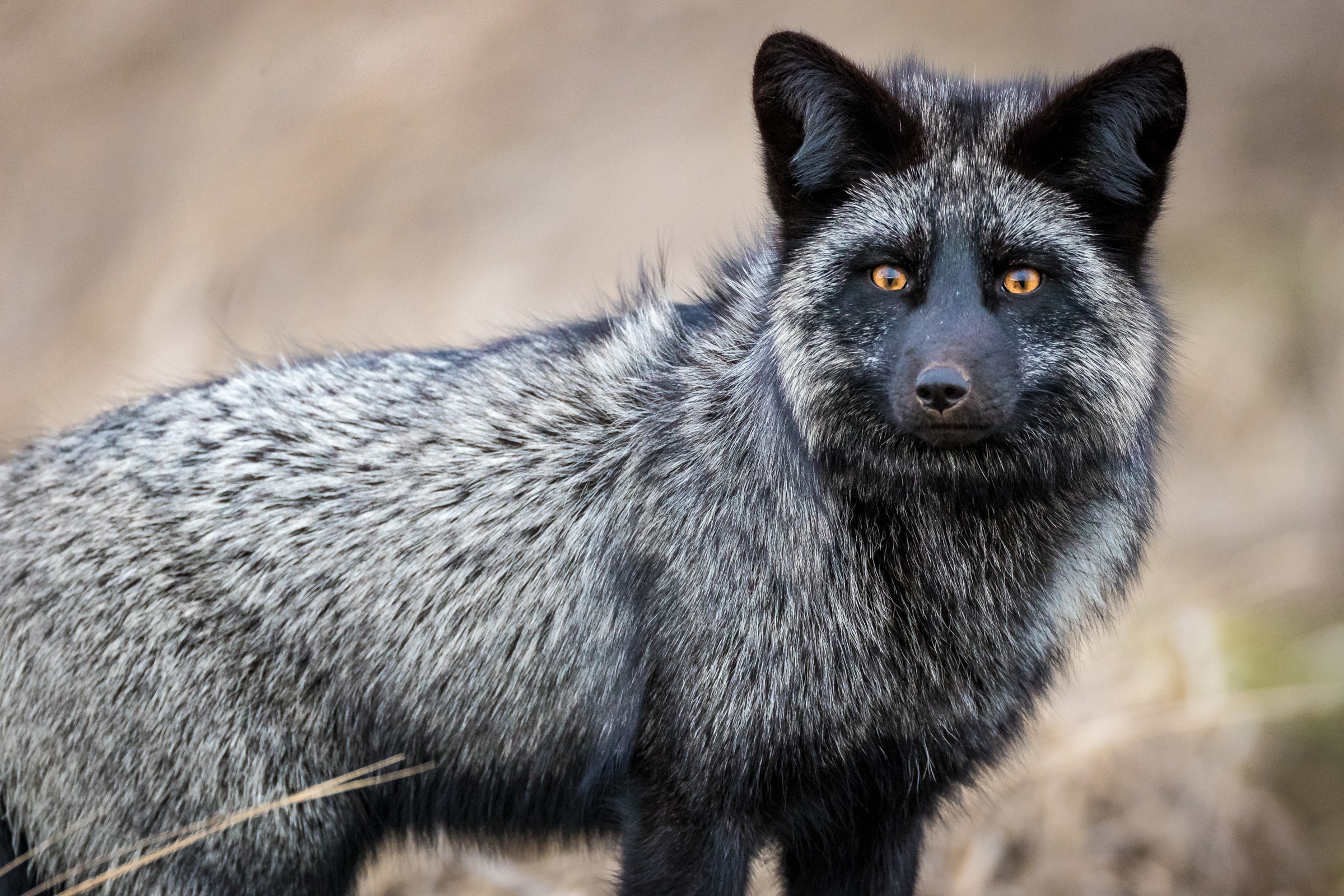 10,526 Silver Fox Animal Stock Photos, High-Res Pictures, and Images -  Getty Images