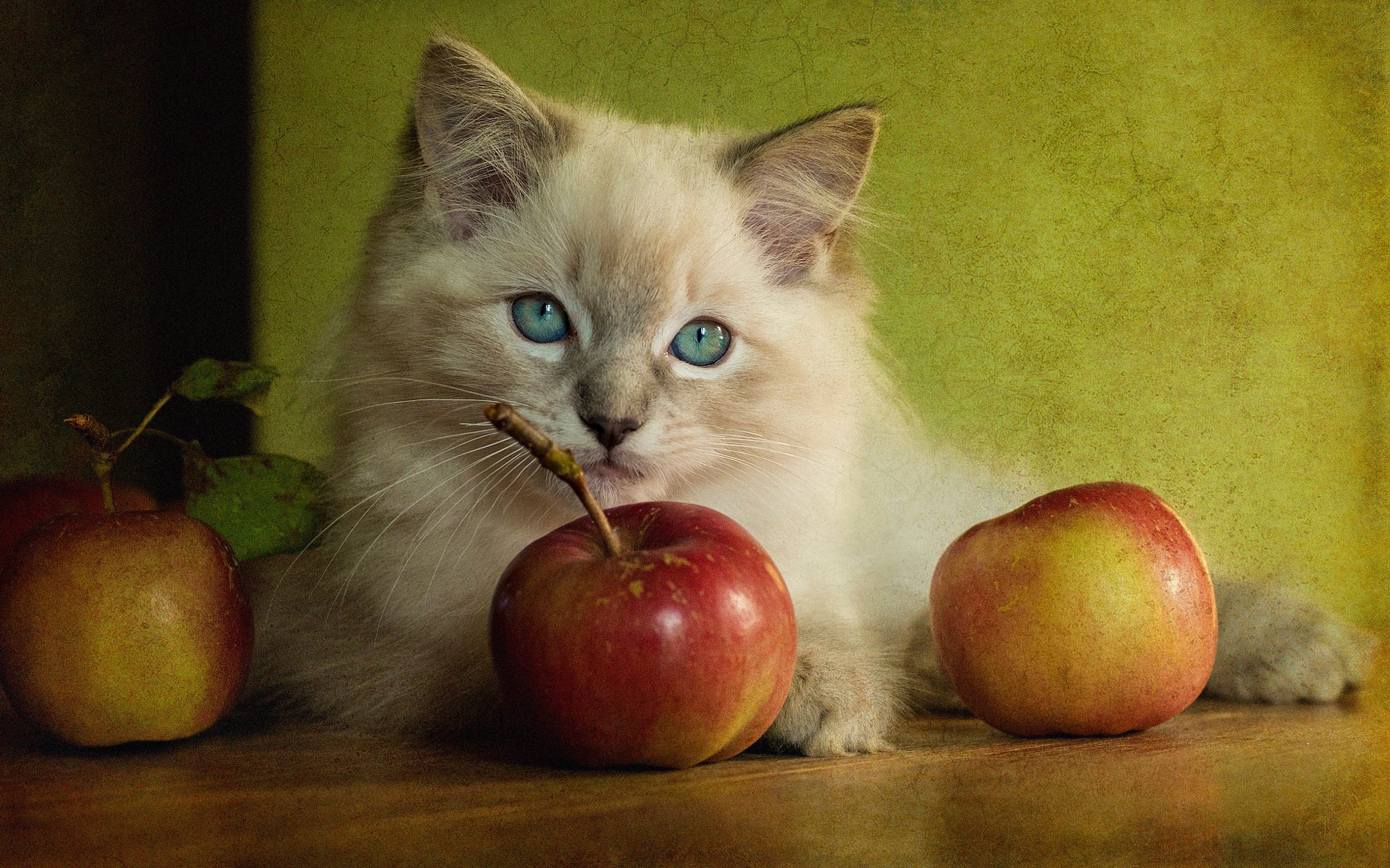 Можно собакам яблоки свежие. Кошка яблоко. Котята и фрукты. Кот фрукт. Котенок с яблочком.
