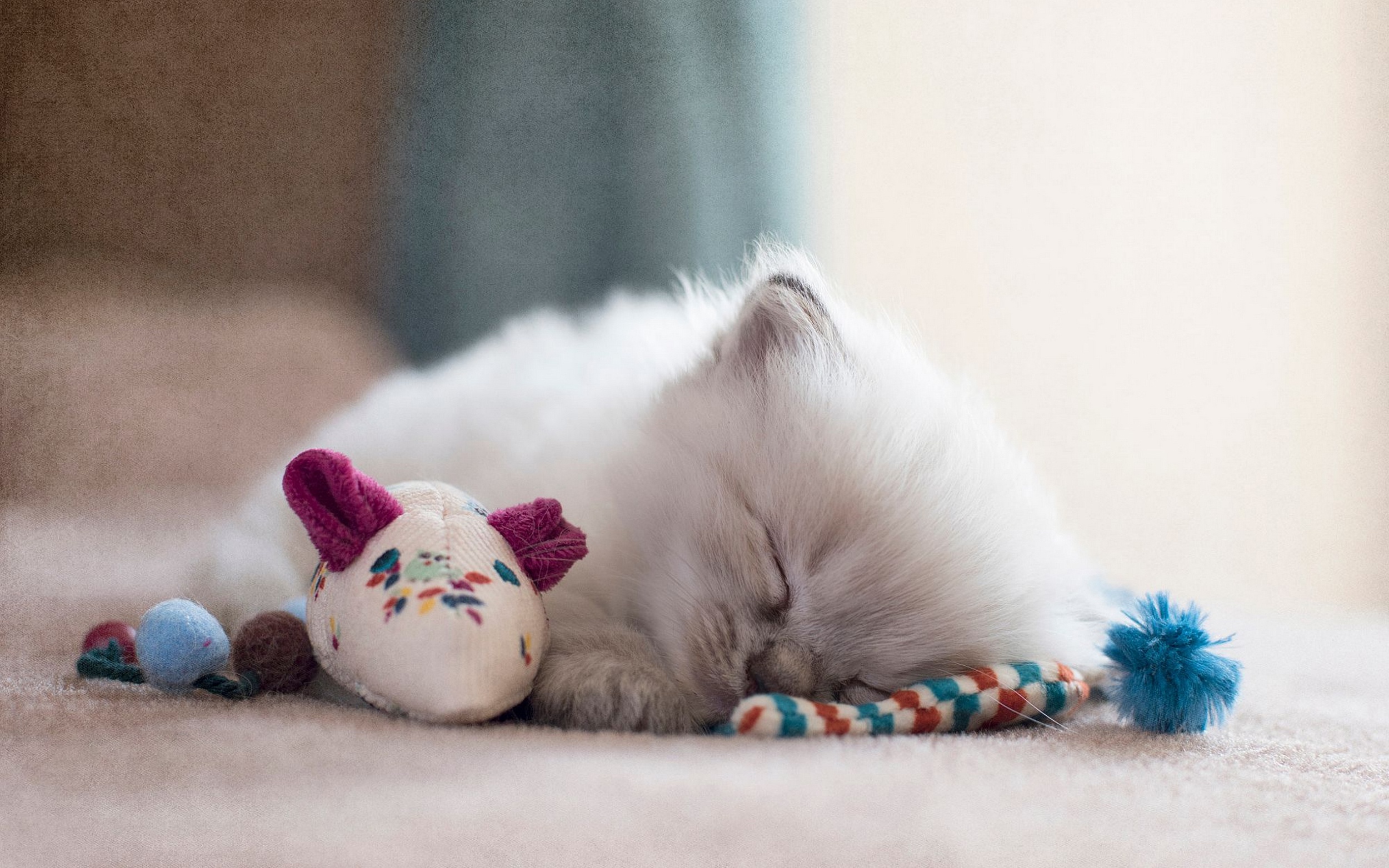 Пушистый спящий котенок. Спящий котенок. Милые спящие котики. Милый кот.