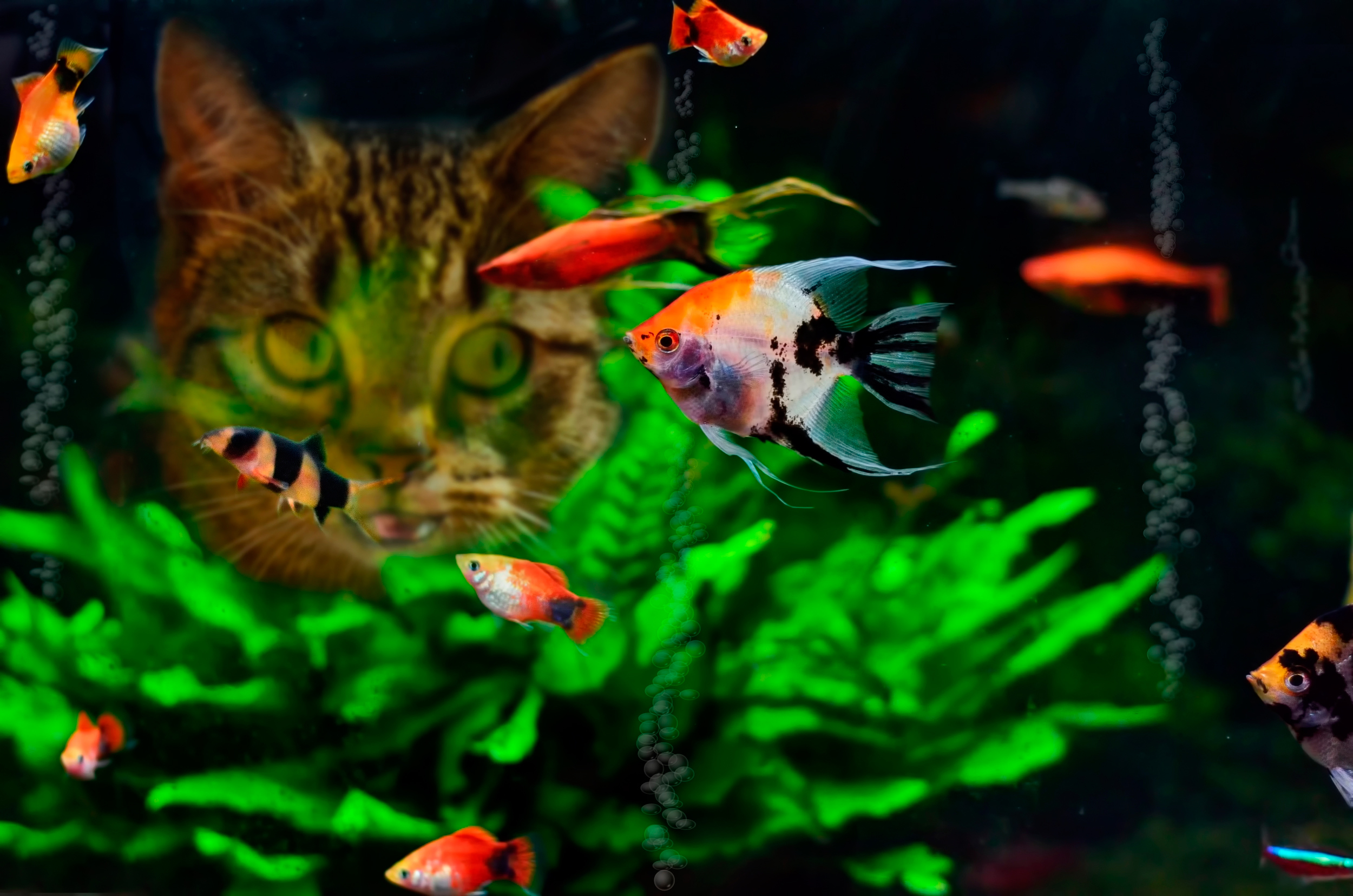 Рыбки аквариум обои. Гуппи Скалярия меченосец. Аквариум живые рыбки. Аквариумные рыбки обои. Рыбки плавают.