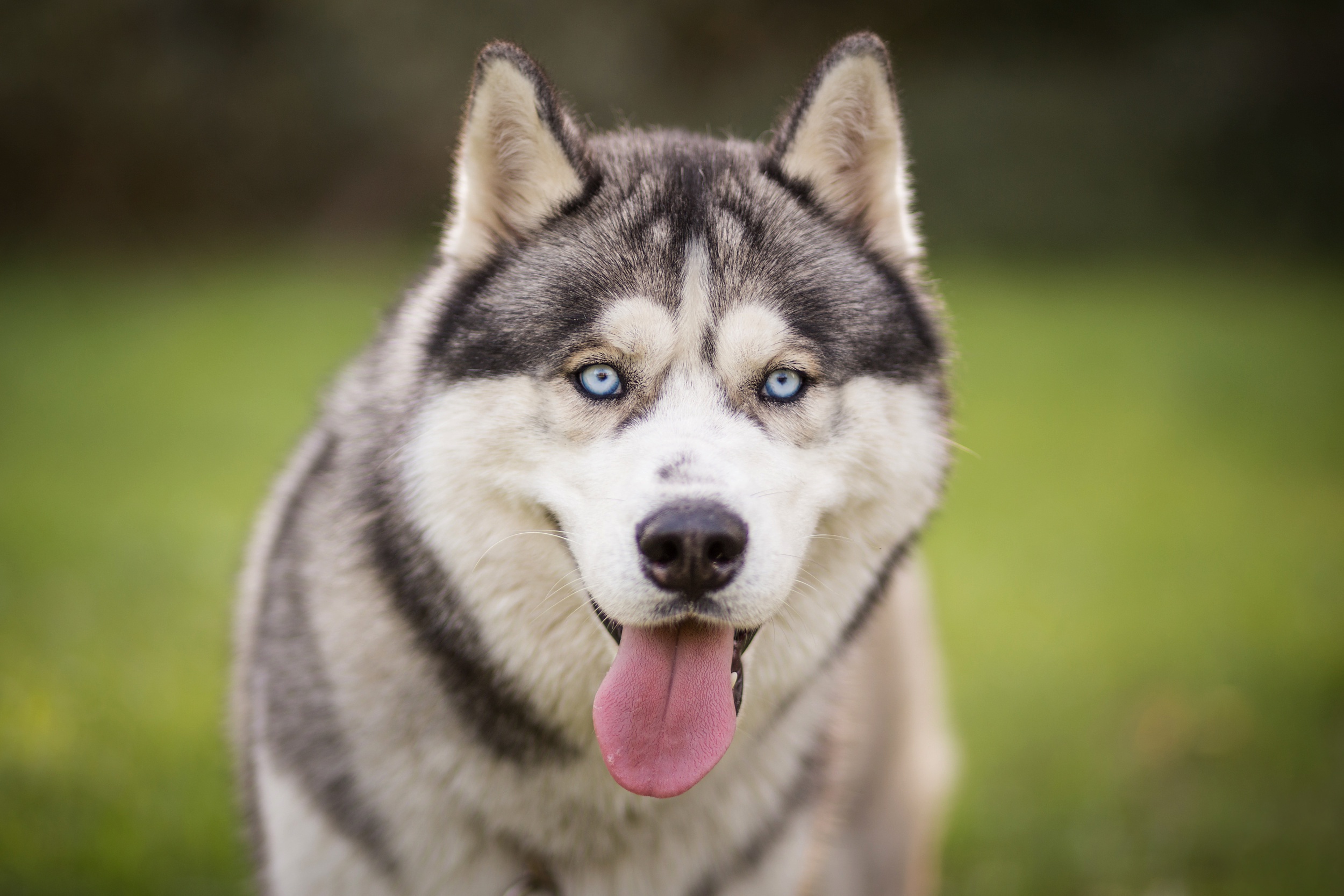 Порода собак с голубыми глазами. Сибирский хаски. Порода хаски. Сибирский хаски породы собак. Сибирский хаски, собака, голубые глаза.