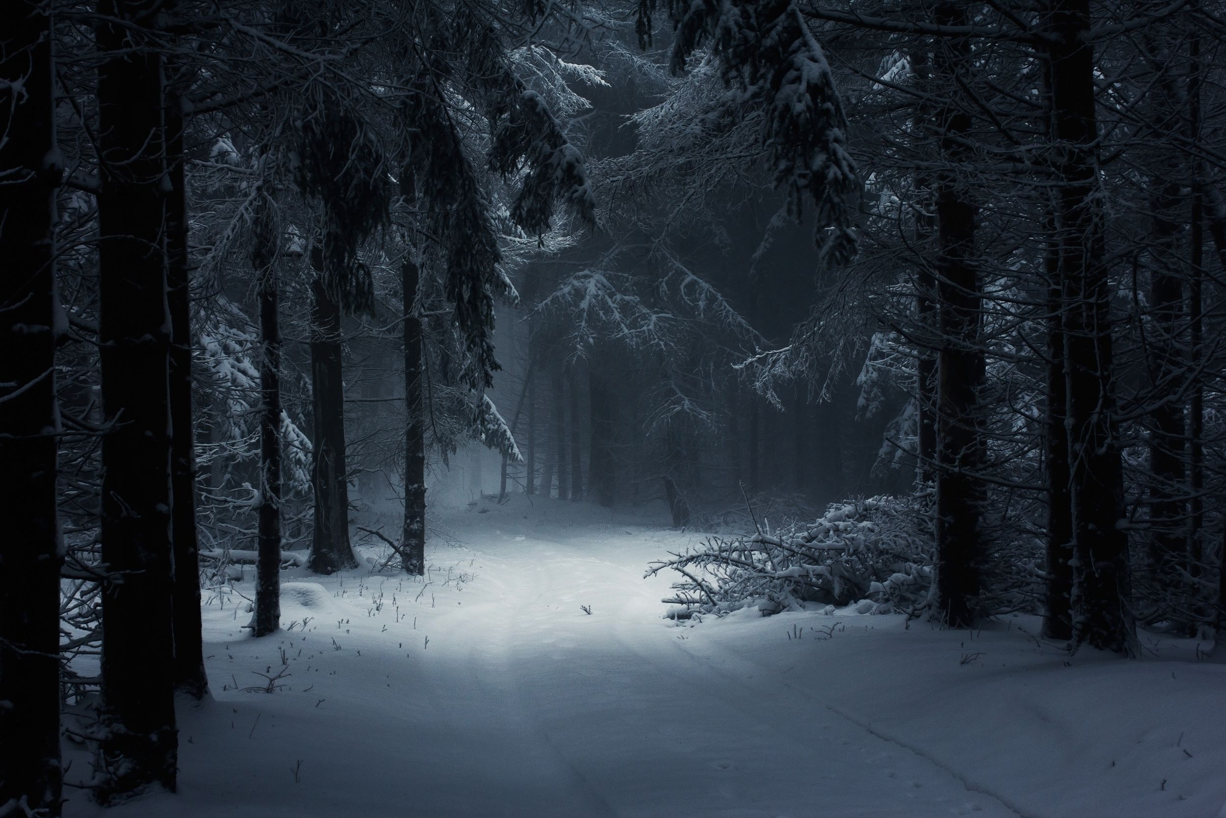 Wallpaper dark, forest, trees, winter, snow for mobile and desktop