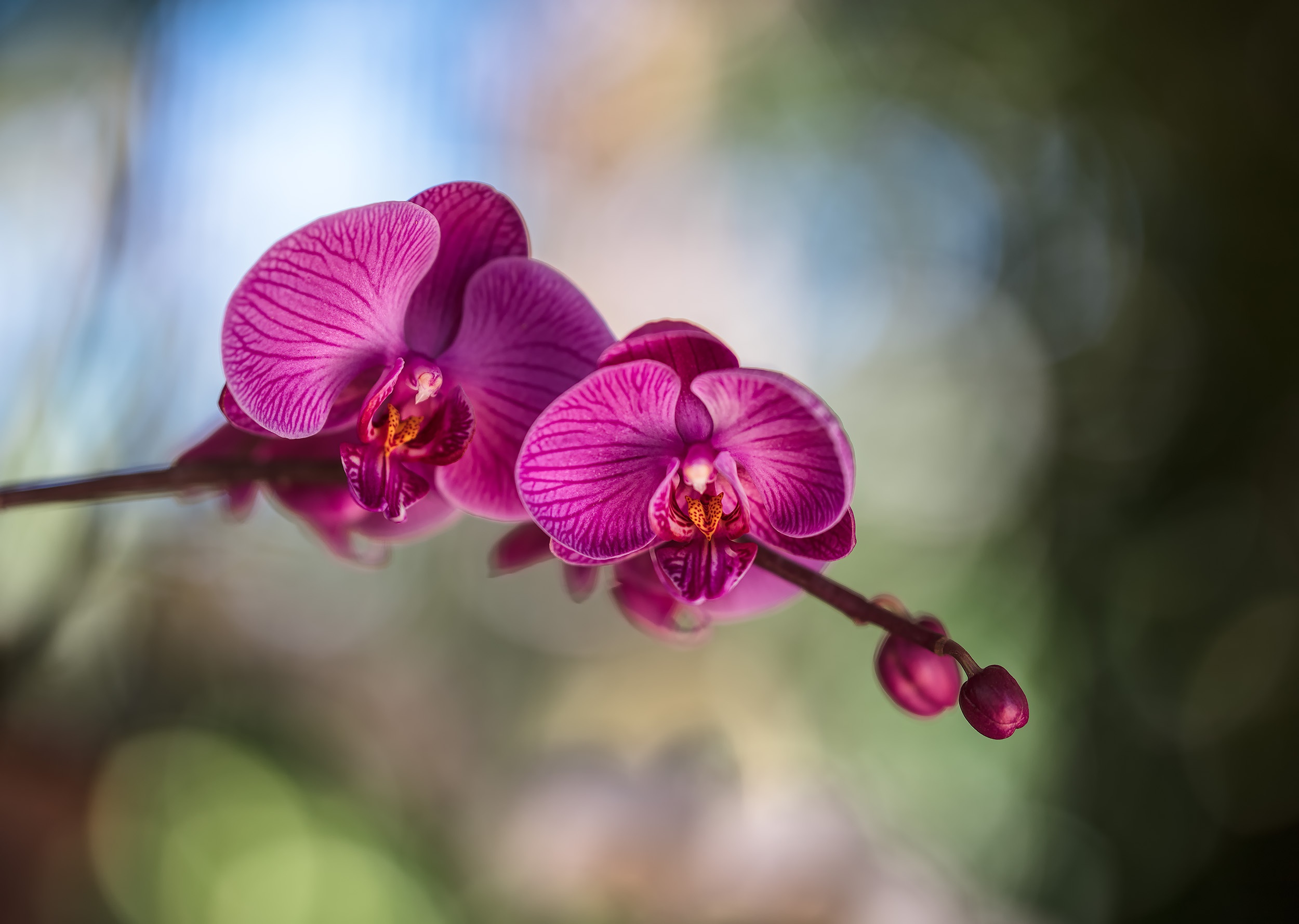 Flowers orchids. Фаленопсис джакаранда. Euphorion Орхидея фаленопсис. Фаленопсис Дурбан. Фаленопсис Фловер Роуз.