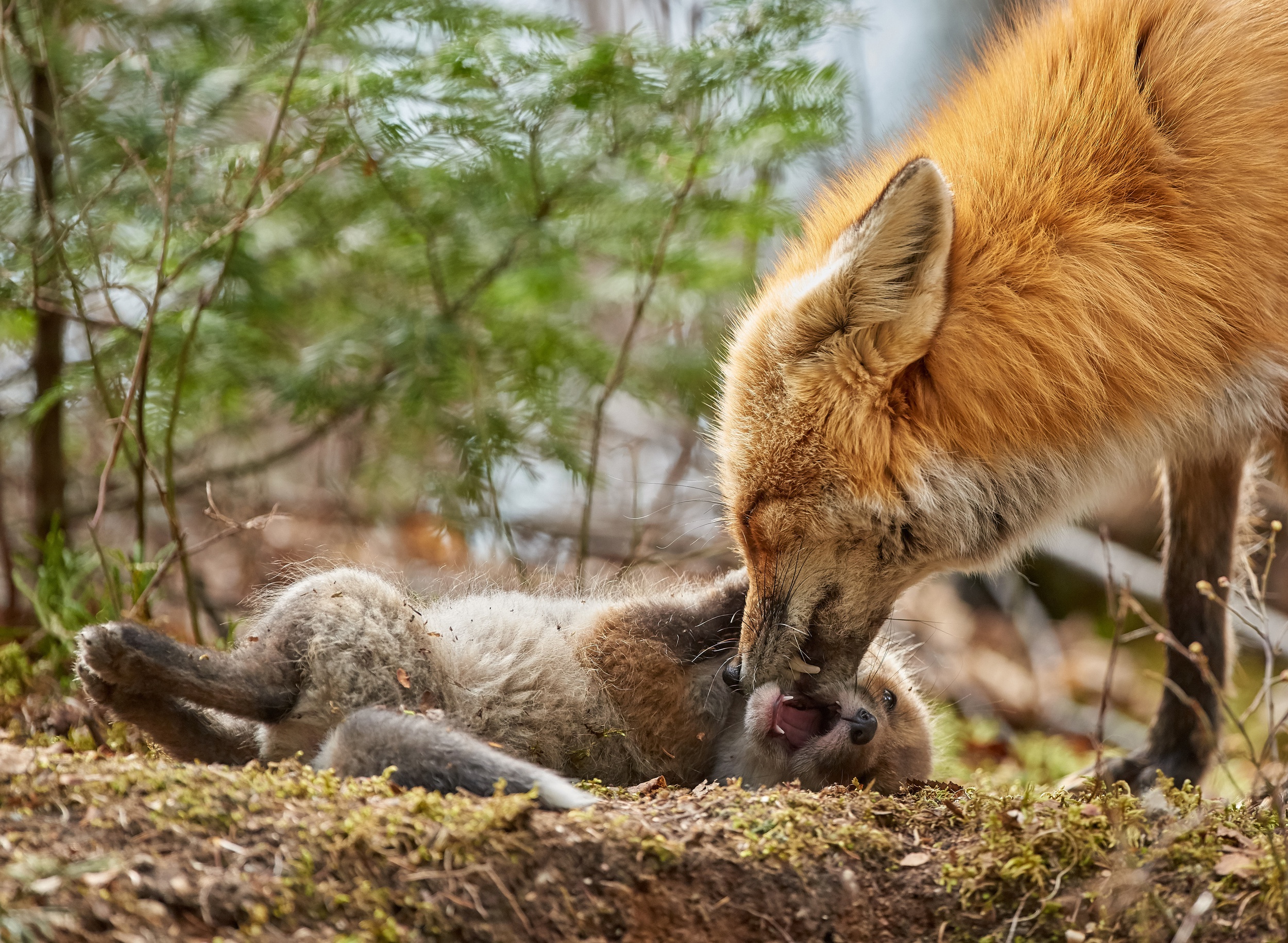 Fox cub. Лиса. Лисы и лисята. Лиса с лисятами. Лиса с добычей.